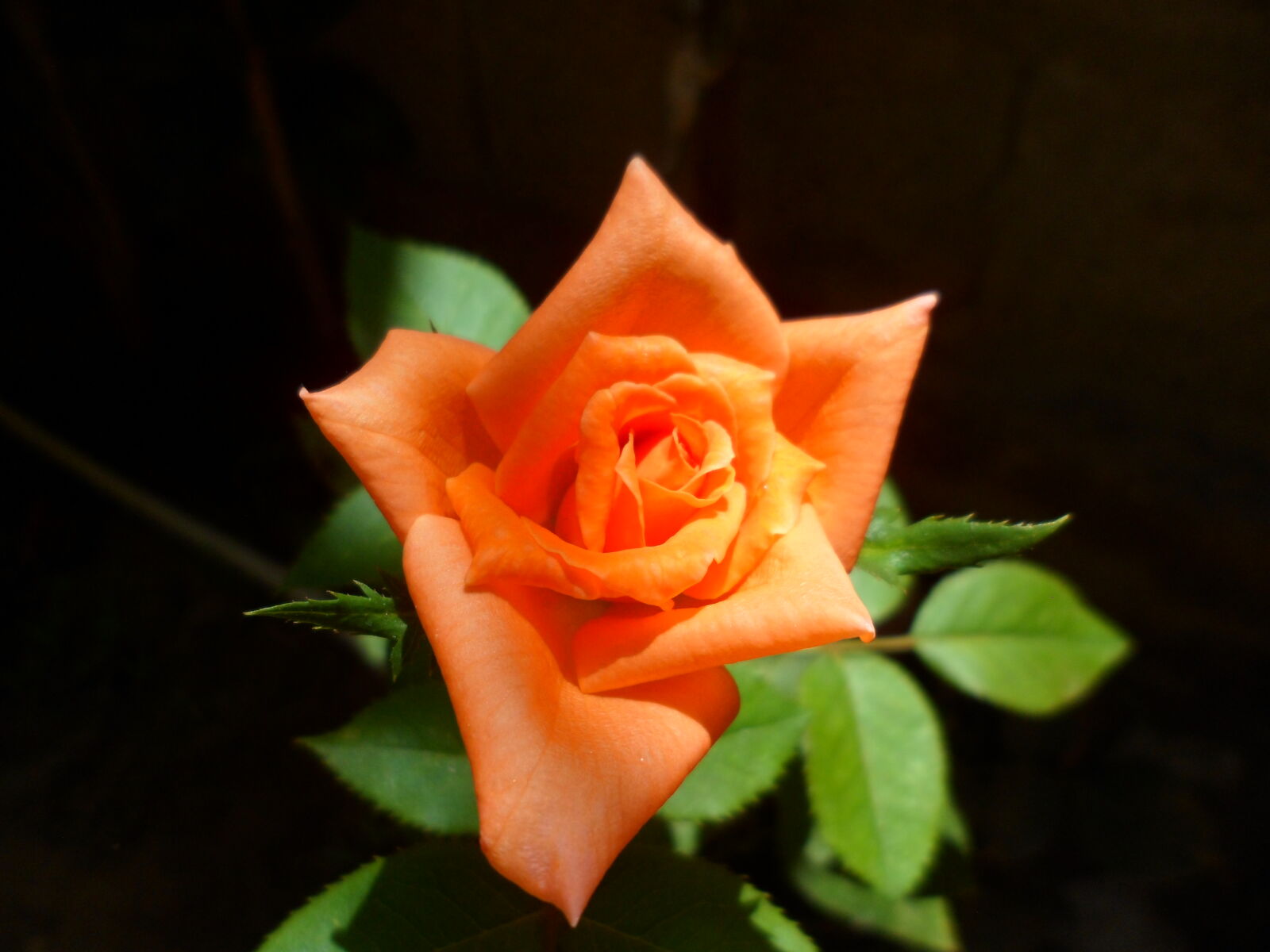 Samsung PL120,PL121 / VLUU PL120,PL121 sample photo. Beautiful, flowers, macro, orange photography