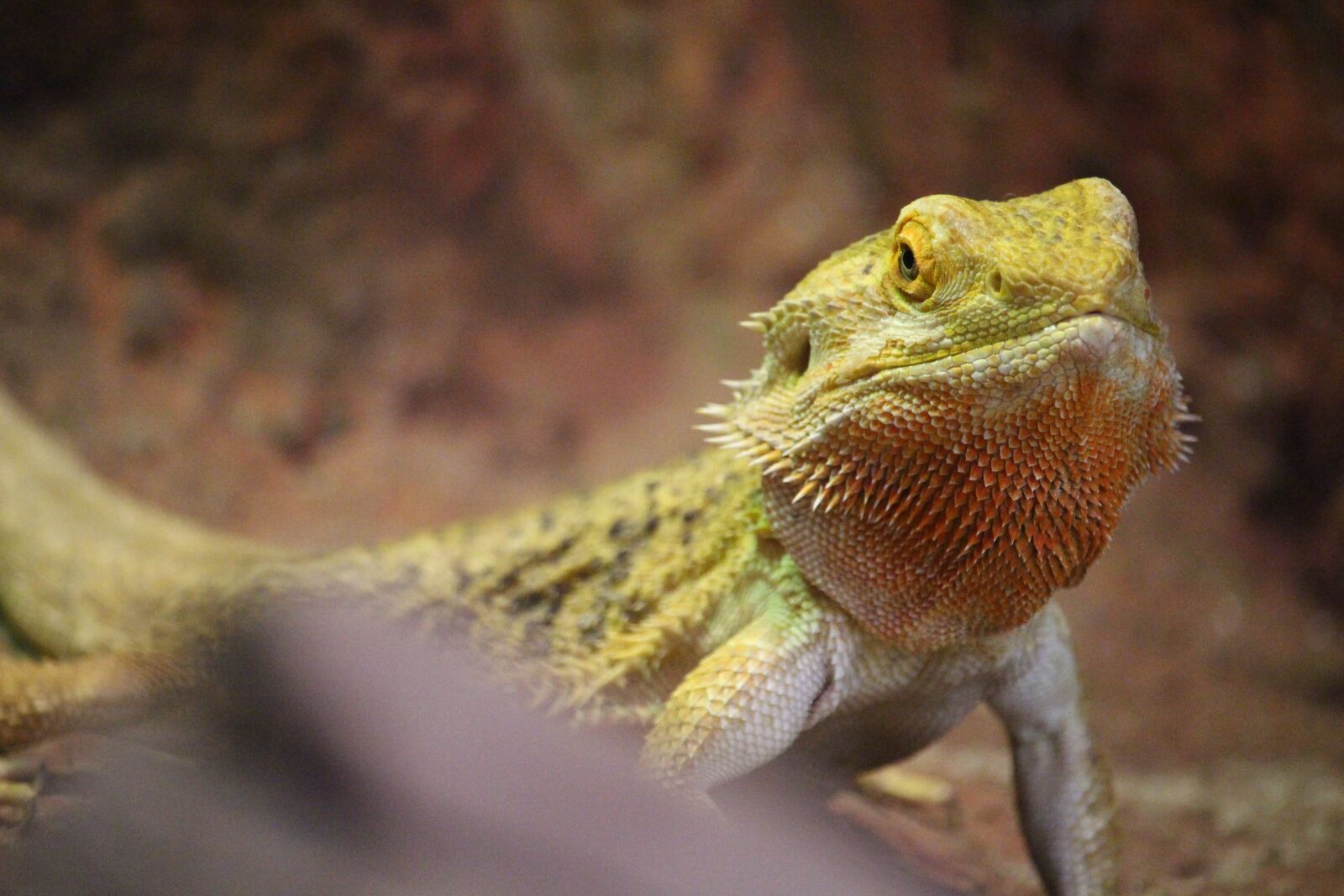 Canon EOS 100D (EOS Rebel SL1 / EOS Kiss X7) sample photo. Animal, the lizard, nature photography