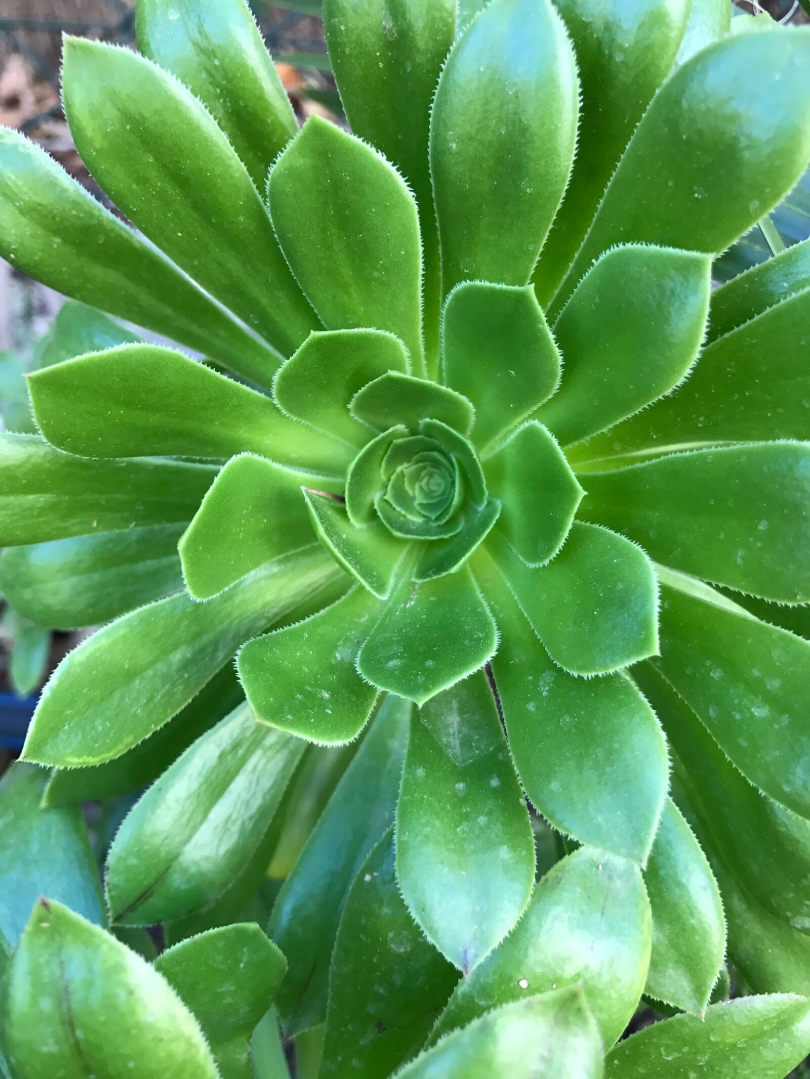 Apple iPhone 7 sample photo. Flower, garden, nature photography