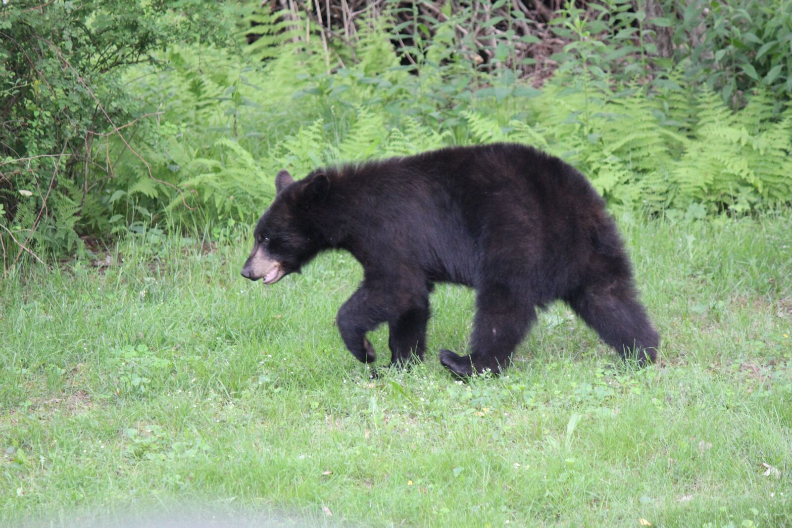 Canon EOS 600D (Rebel EOS T3i / EOS Kiss X5) + Canon EF-S 55-250mm F4-5.6 IS II sample photo. Bear, walking, grass photography