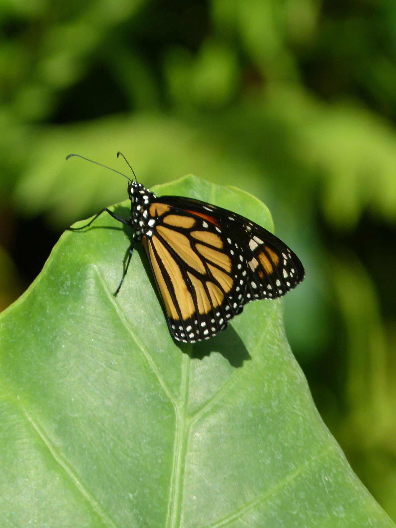 Leica V-Lux 2 sample photo. Butterfly, monarch, butterfly photography