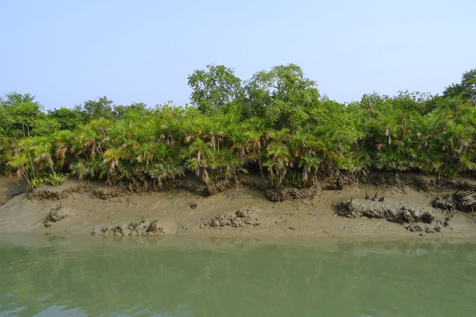 Sony DSC-HX60V sample photo. Mangroves, sundarbans, swamp photography