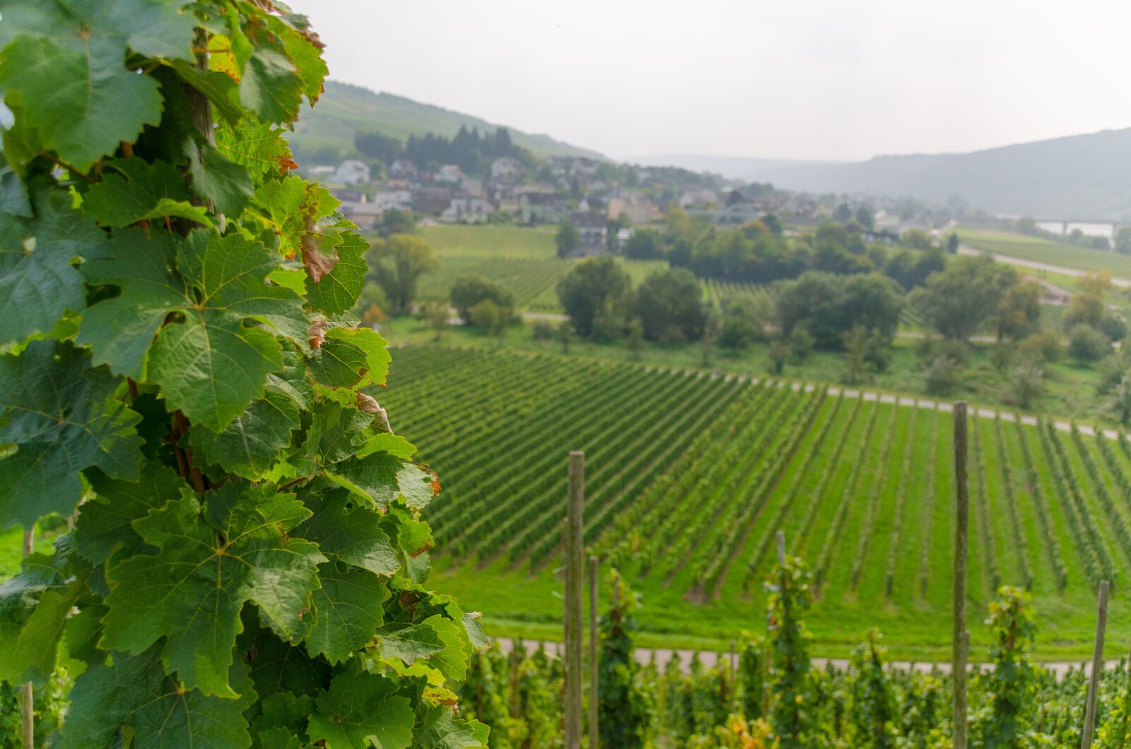 Nikon D5100 sample photo. Wine, vineyard, vines photography