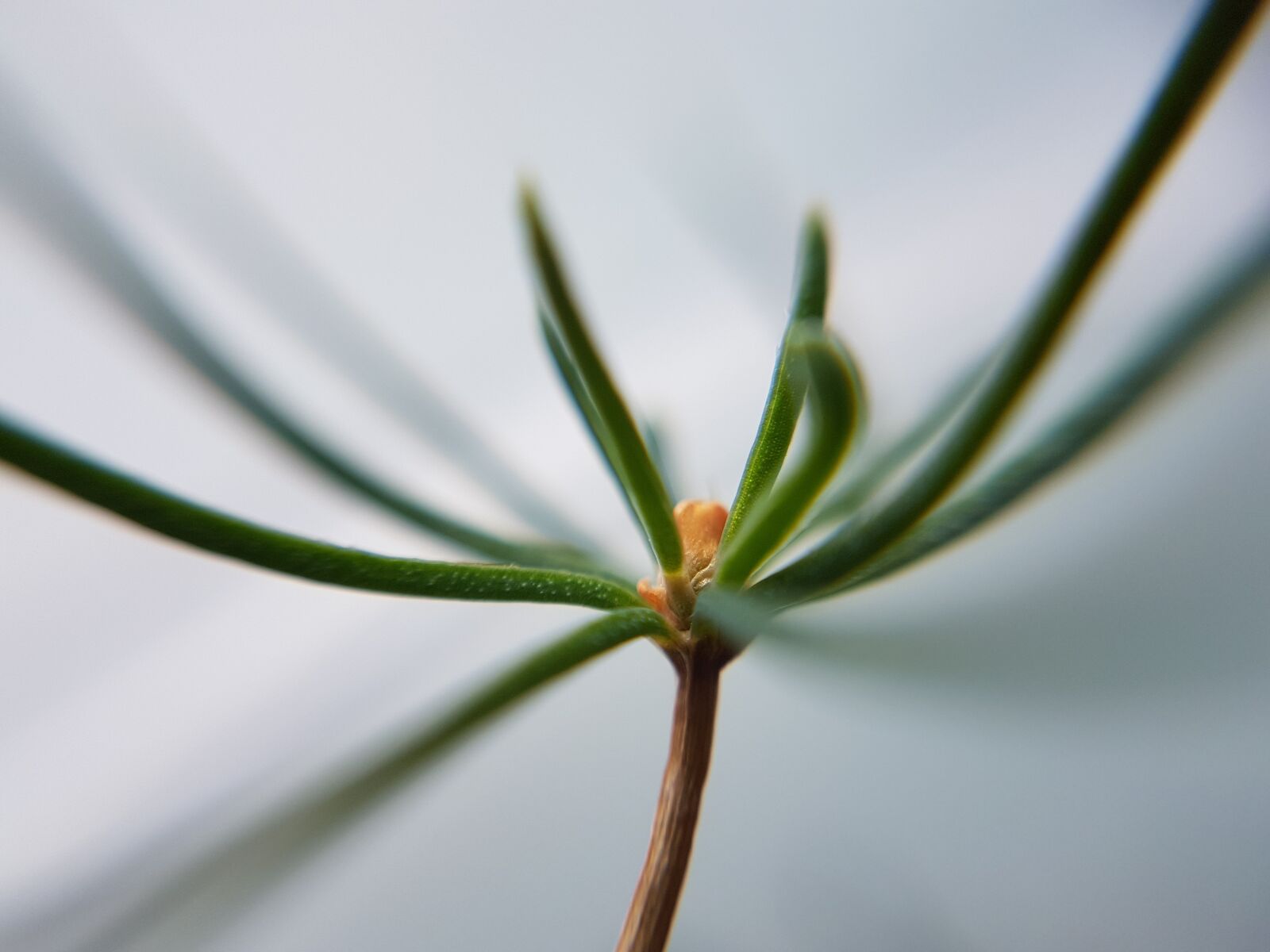 Samsung Galaxy S7 Edge sample photo. Flowering plant, seedling, green photography