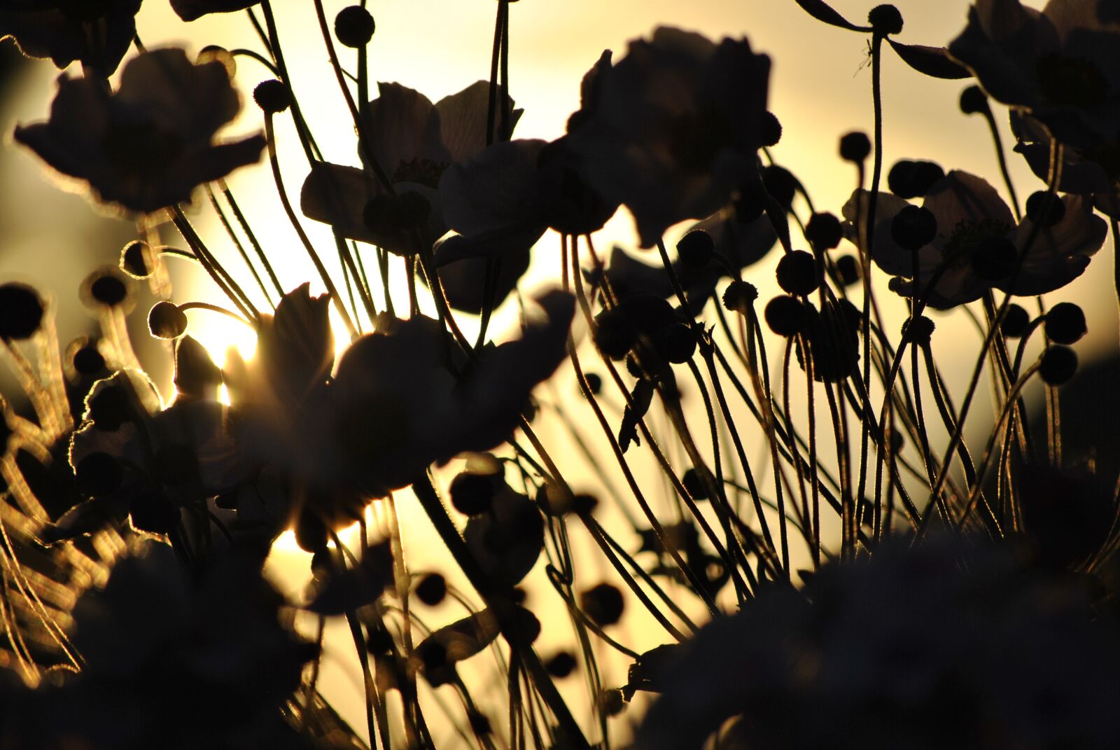 Nikon D3000 sample photo. Sun, flower, blossom photography