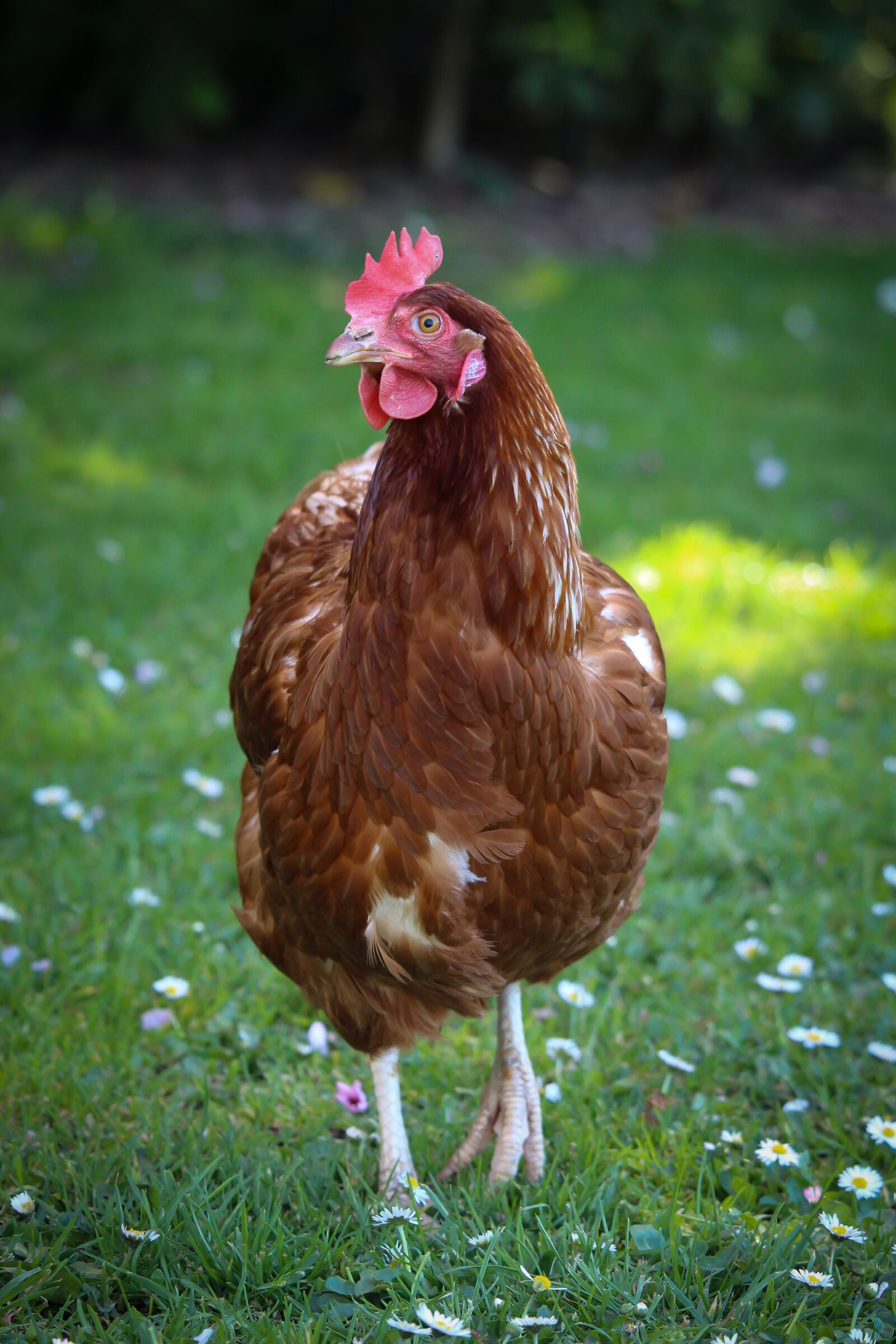 Canon EF-S 55-250mm F4-5.6 IS STM sample photo. Chicken, red, hen photography