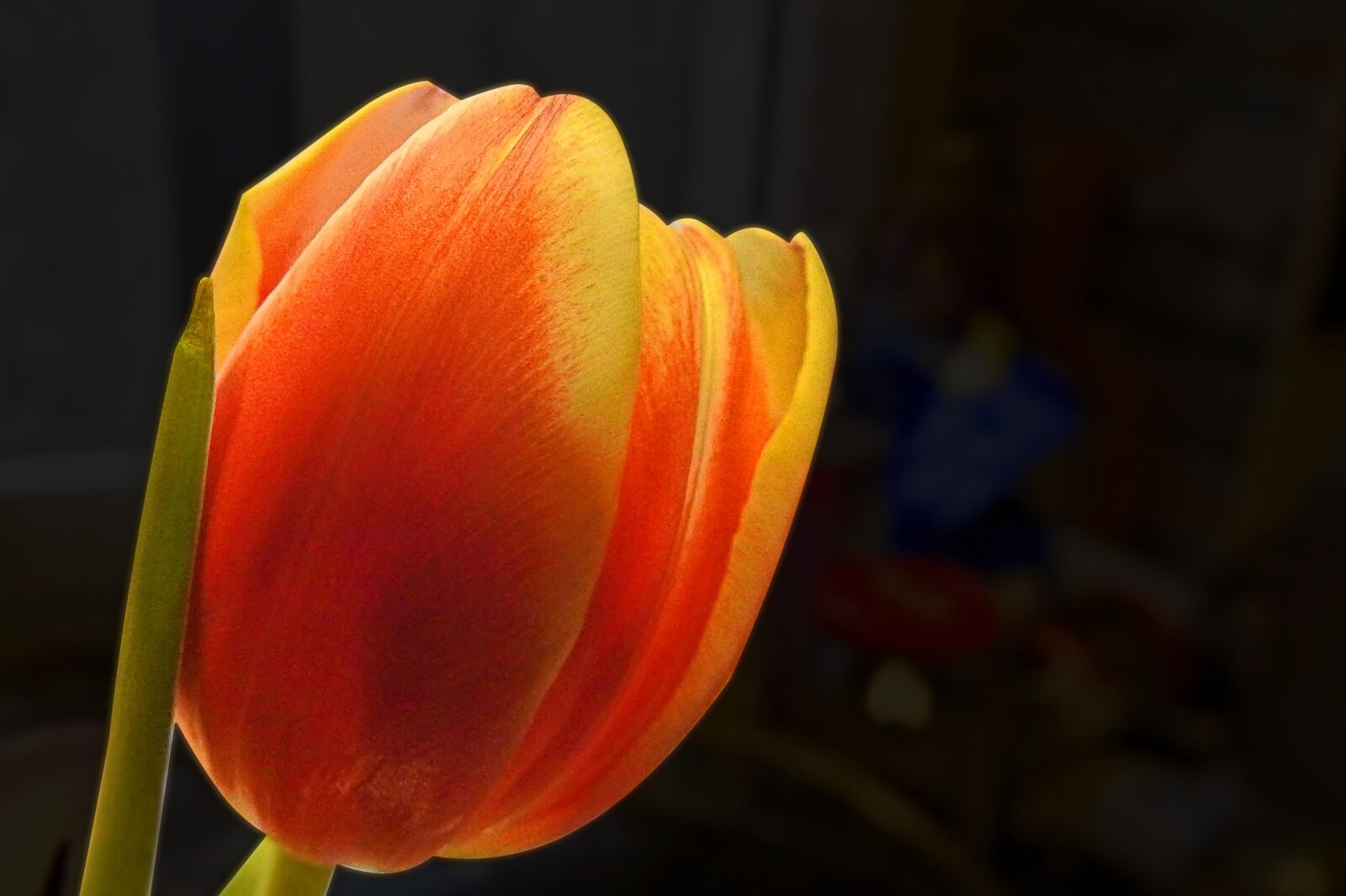 Nikon Coolpix P900 sample photo. Tulip, blossom, bloom photography