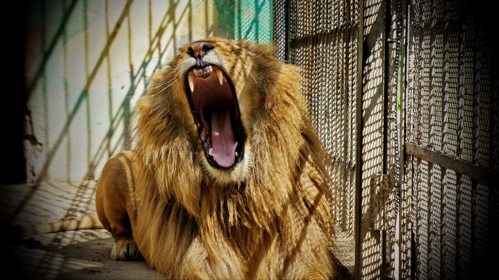 Sony Alpha NEX-5 sample photo. Zoo, lion, animal in photography