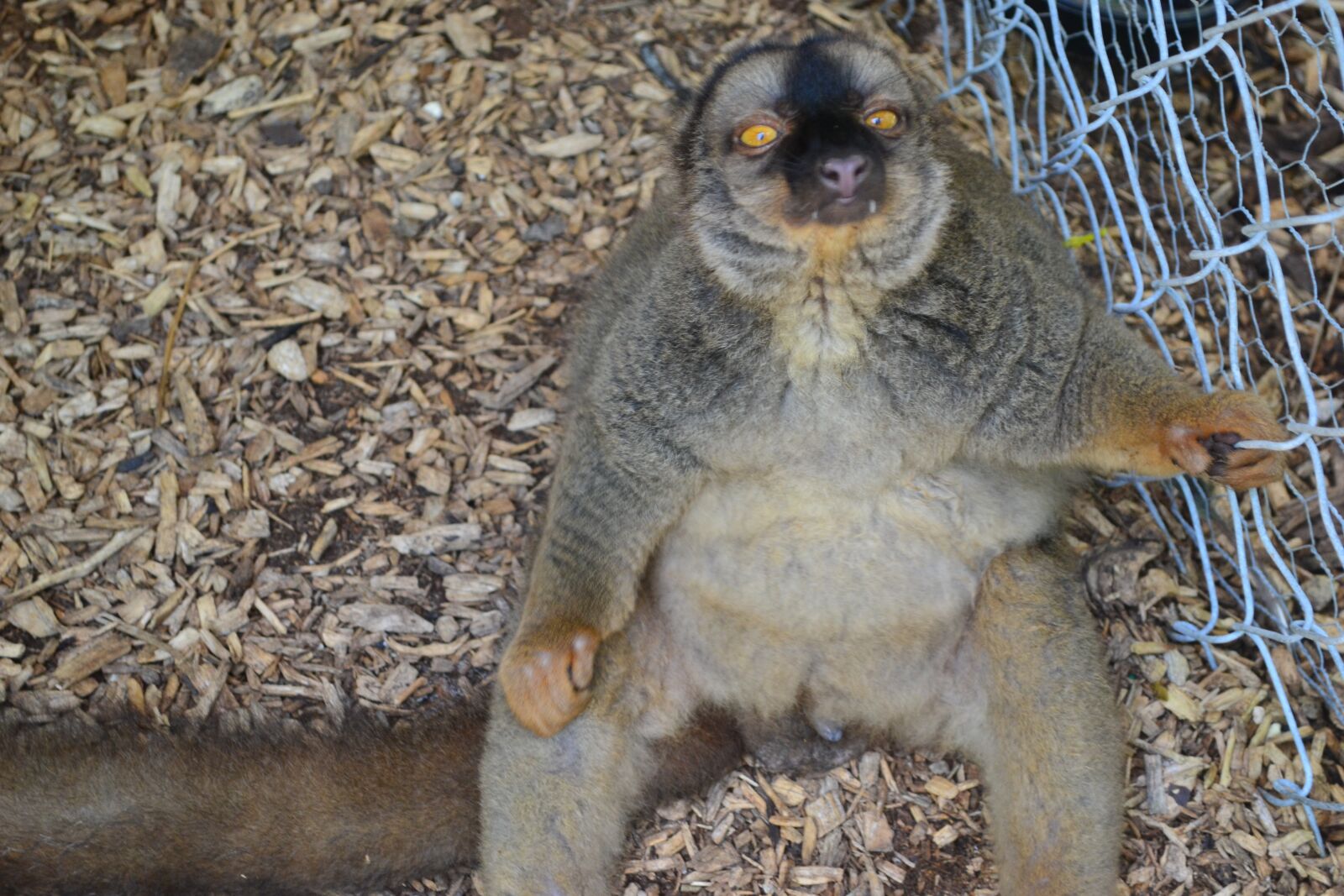 Nikon D3100 sample photo. Lemur, animals, nature photography