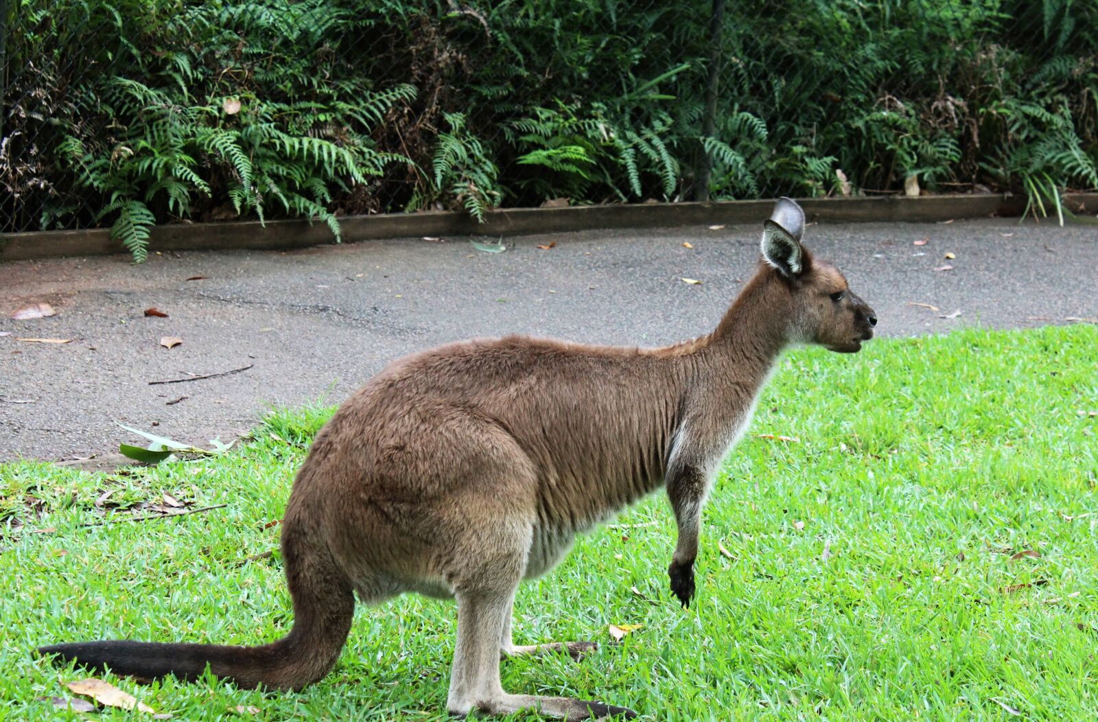 Canon EOS 600D (Rebel EOS T3i / EOS Kiss X5) sample photo. Kangaroo, grass, animal photography