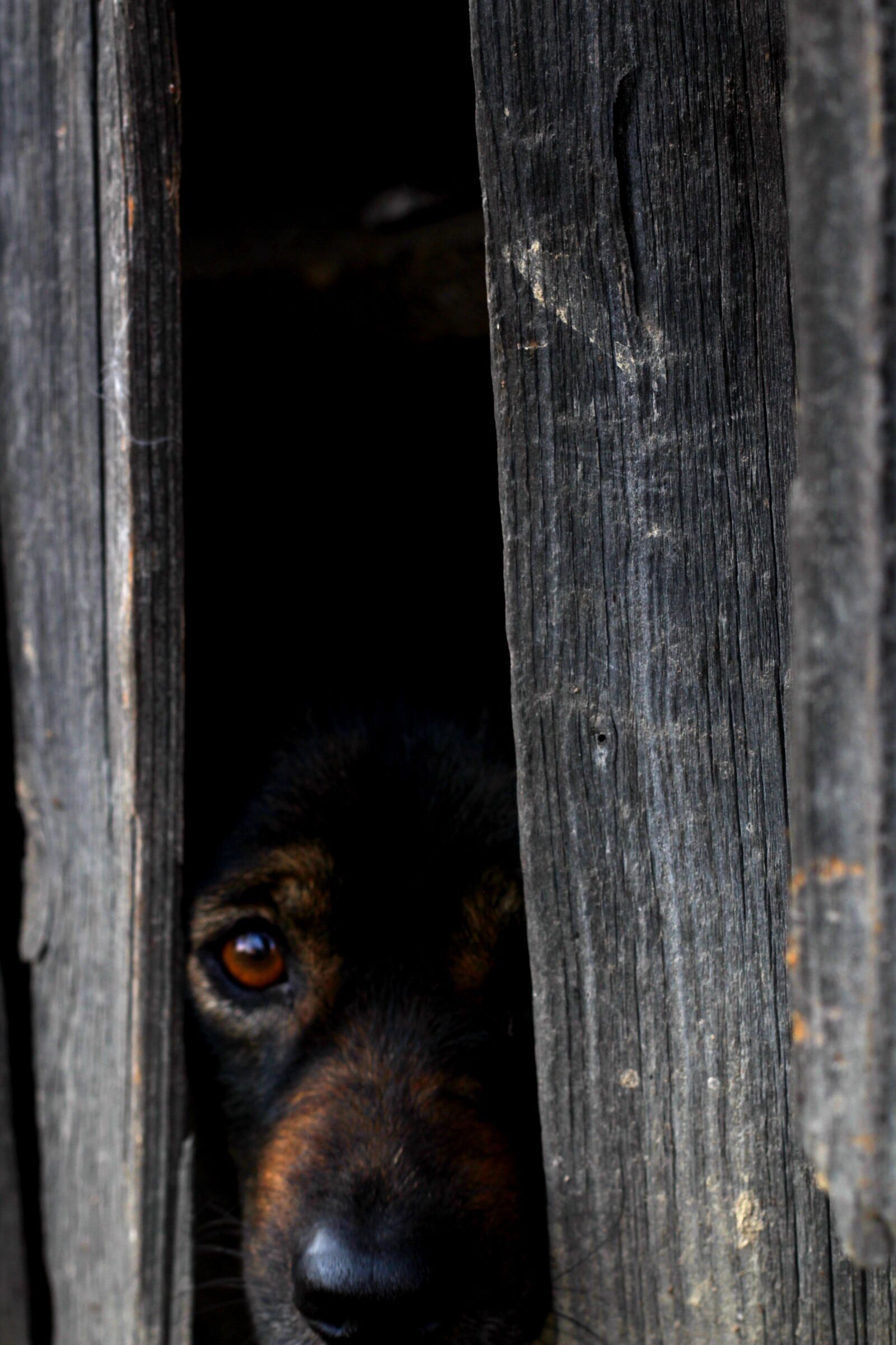 Canon EOS 600D (Rebel EOS T3i / EOS Kiss X5) + Canon EF 50mm F1.8 II sample photo. Dog, scared dog, animal photography