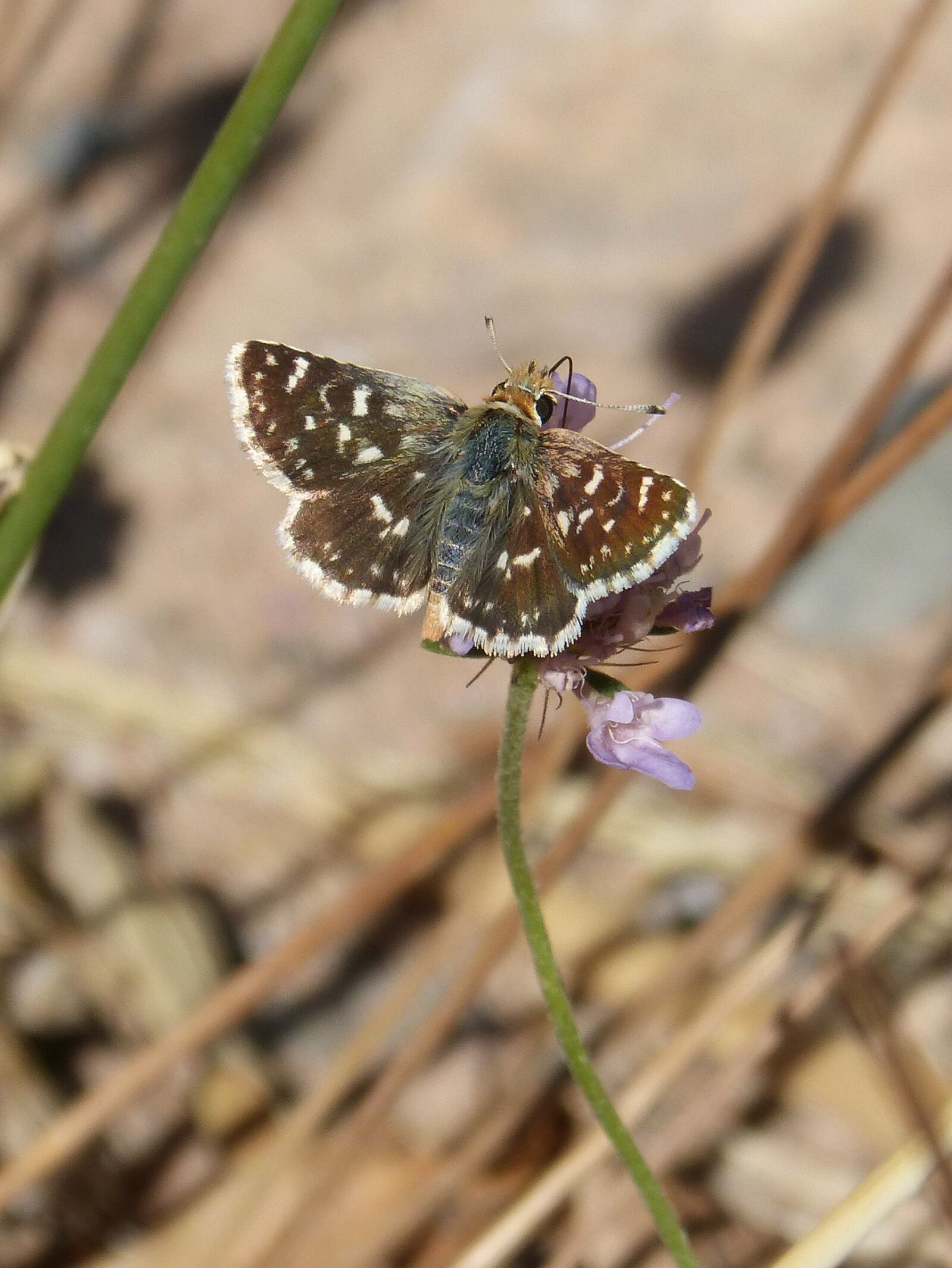 Panasonic DMC-FZ62 sample photo. Butterfly, grizzled armoricanus, ruderal photography