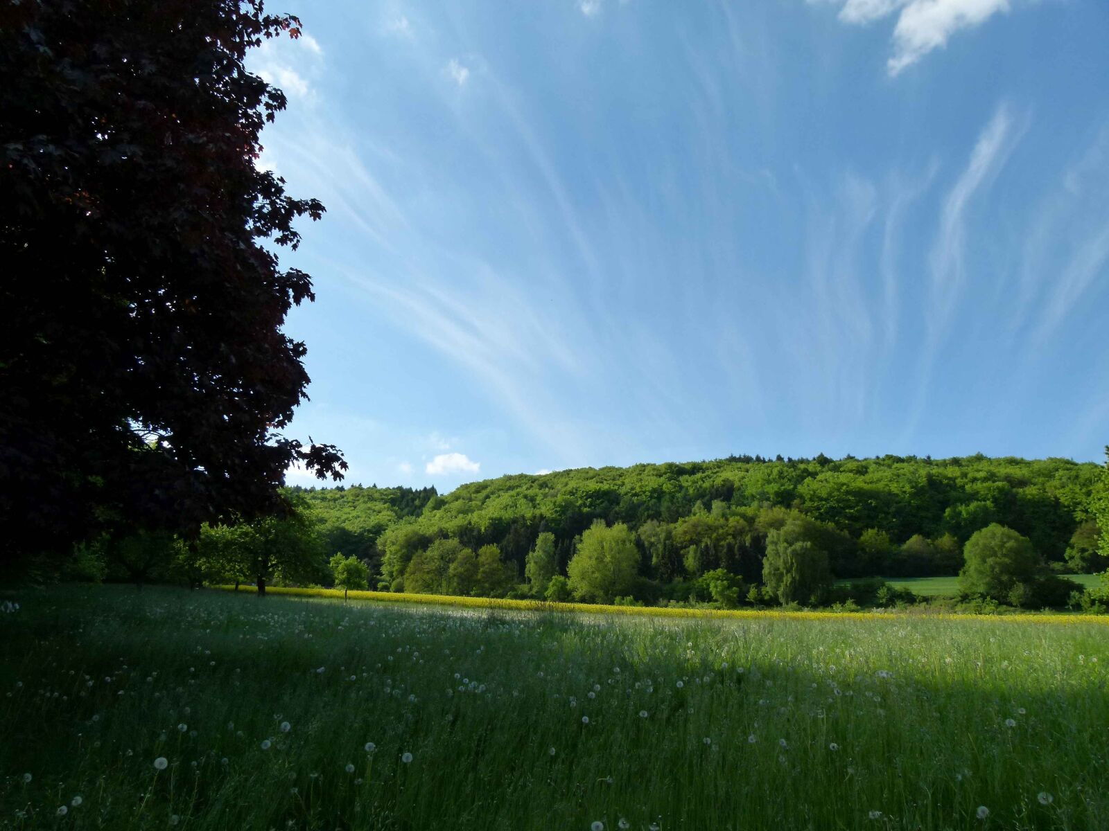 Panasonic Lumix DMC-FZ100 sample photo. Forest, sky, mood photography