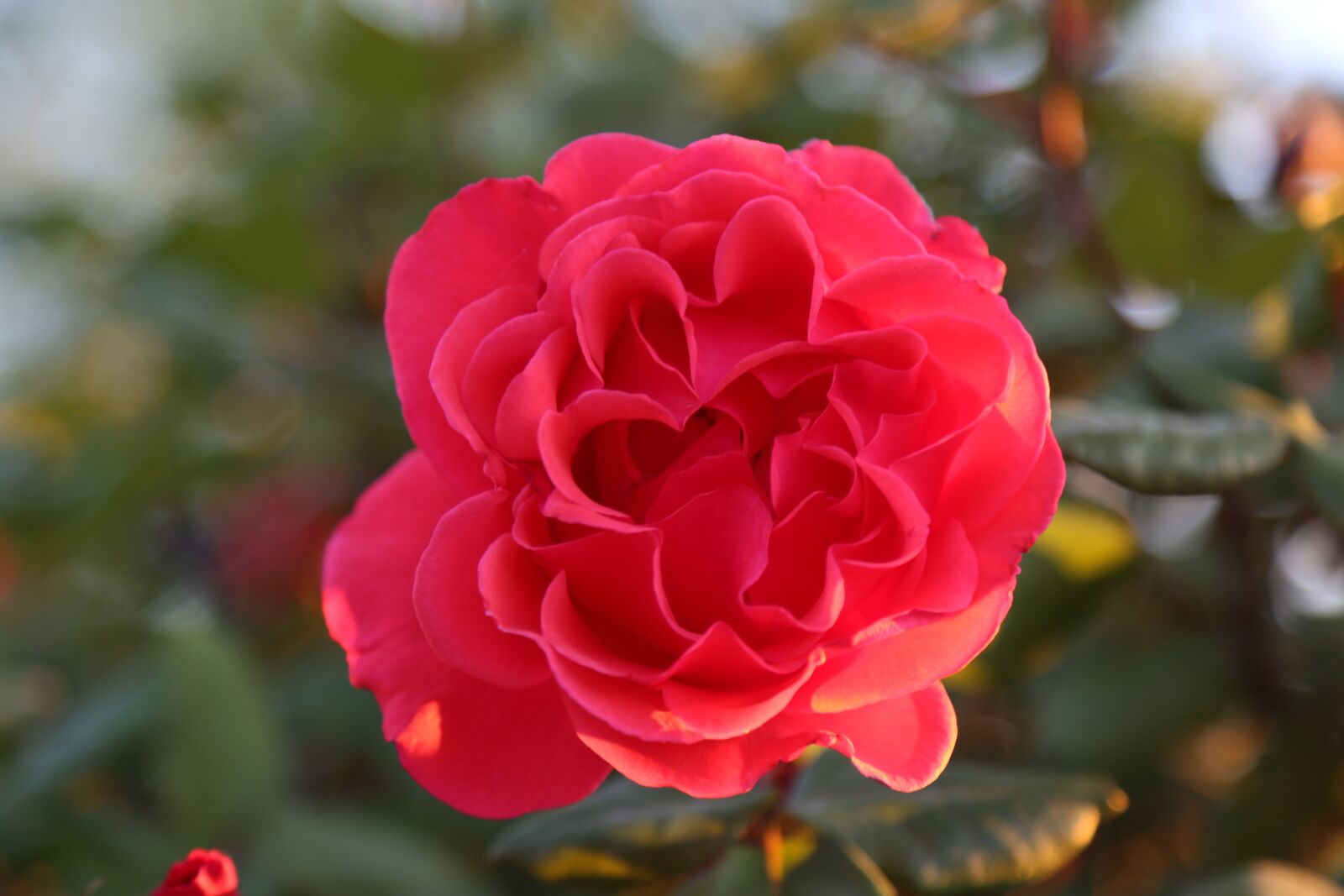 Canon EF 24-105mm F4L IS USM sample photo. Rose, greengrass, flower photography