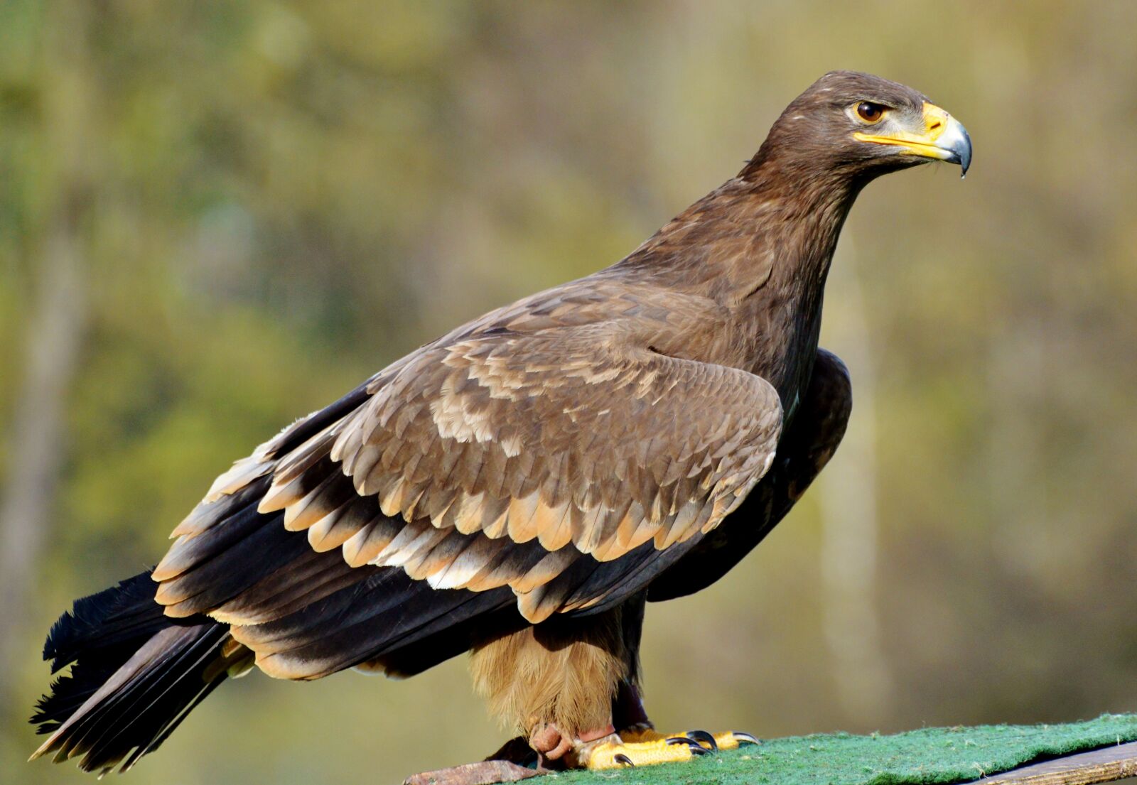 Nikon D3200 sample photo. Adler, bird of prey photography
