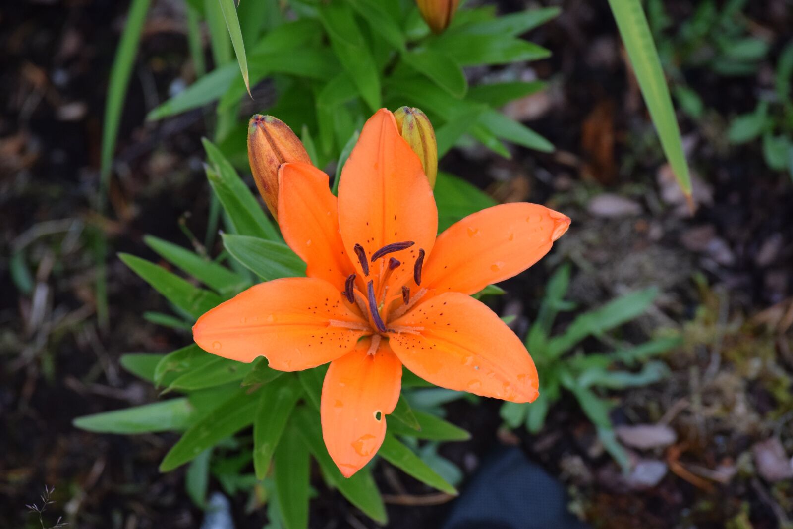 Nikon D3300 sample photo. Lily, flowers, orange flower photography