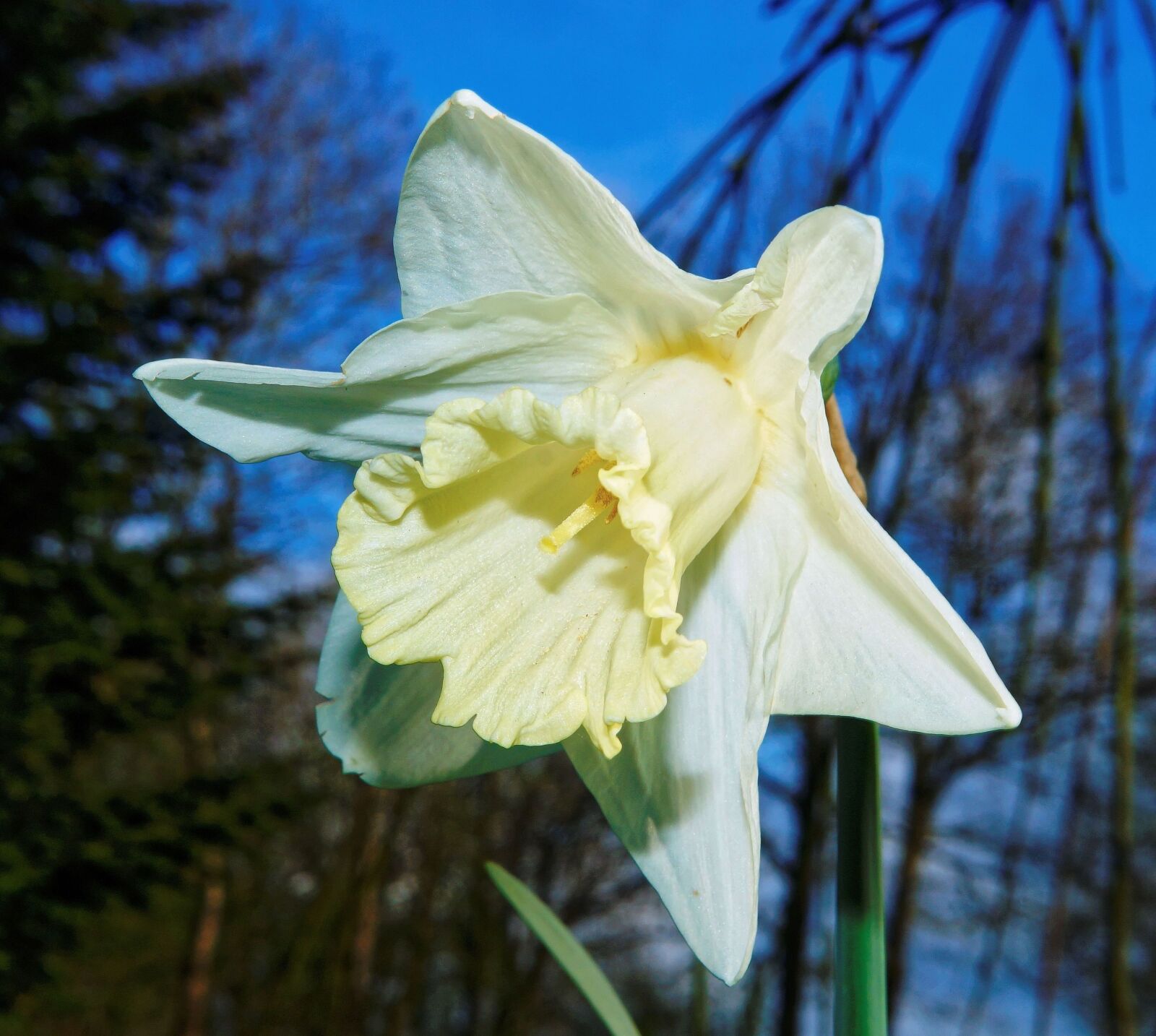 Sony DT 30mm F2.8 Macro SAM sample photo. Blossom, bloom, narcissus photography
