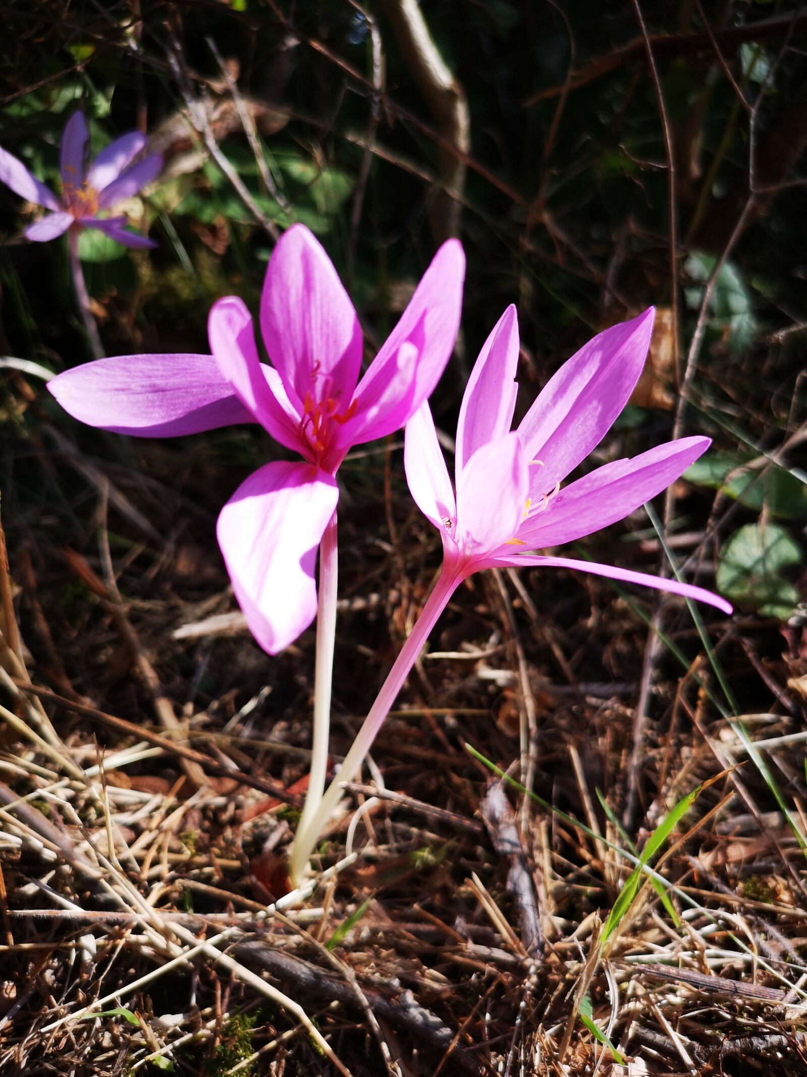 HUAWEI CLT-L29 sample photo. Herbstzeitlose, autumn, flower photography