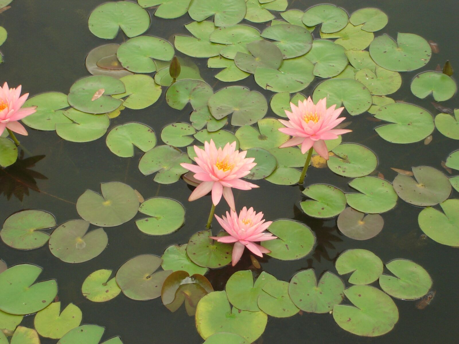Sony DSC-S40 sample photo. Botanical, brooklyn, garden, waterlily photography