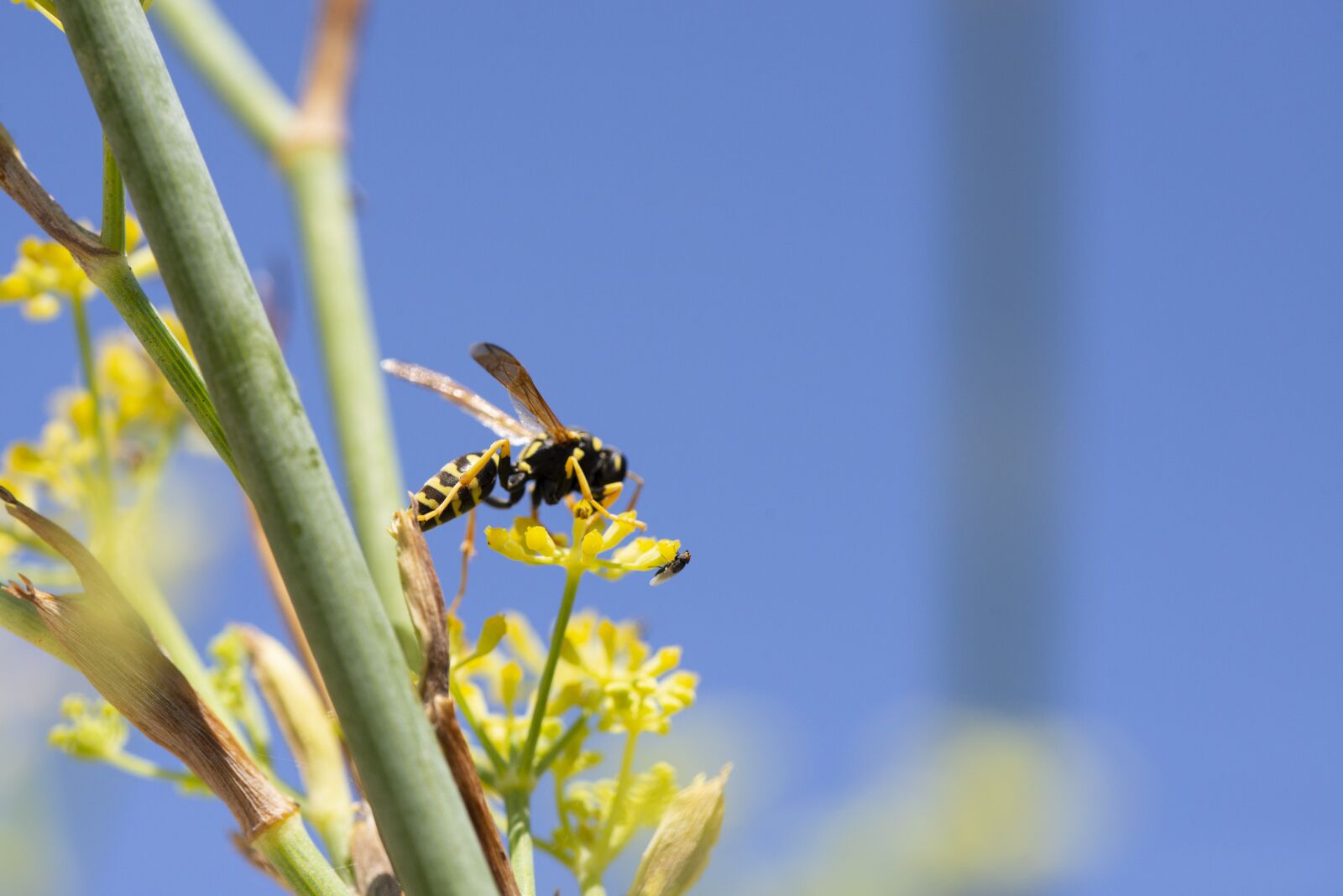 Nikon D600 sample photo. Wasp, nature, insect photography