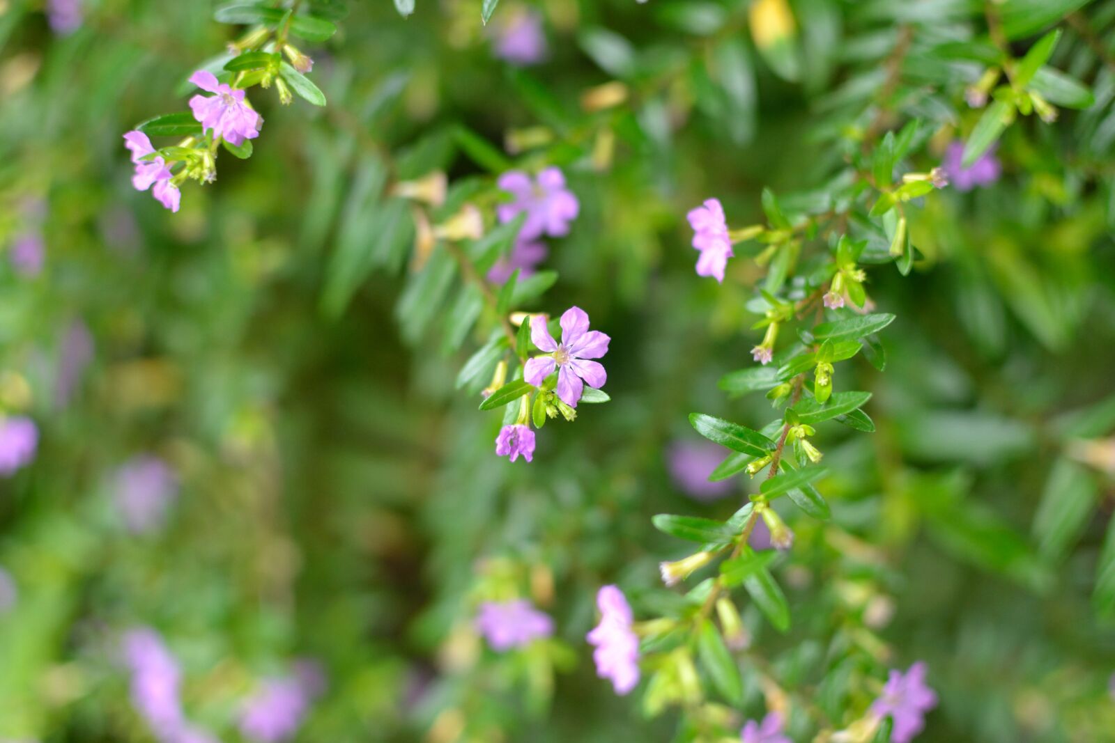 Nikon D3100 sample photo. Pink flowers, tiny flowers photography