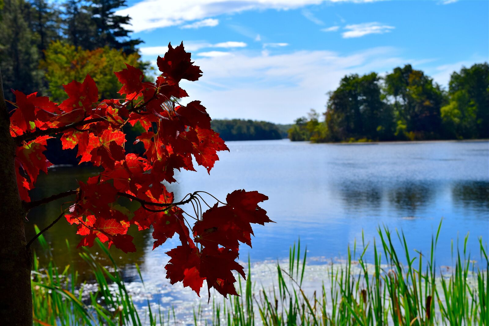 Nikon D3300 sample photo. Leaves, red, park photography