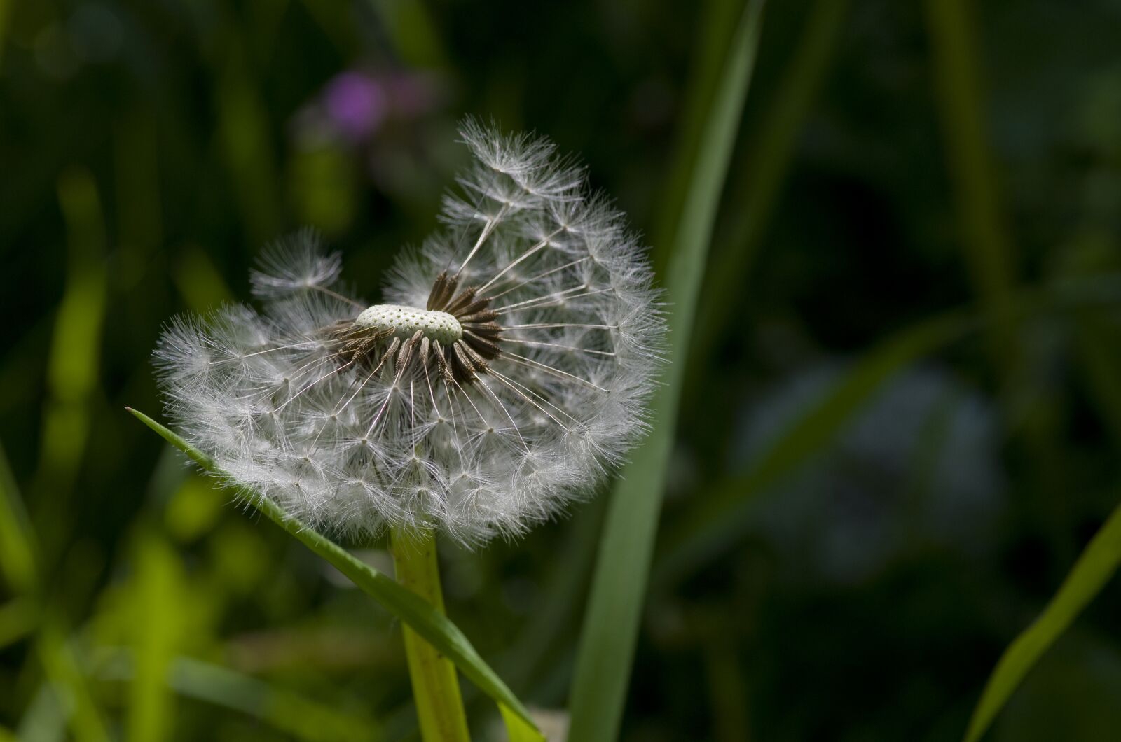 Pentax K-30 sample photo. Dandelion, flower meadow, meadow photography