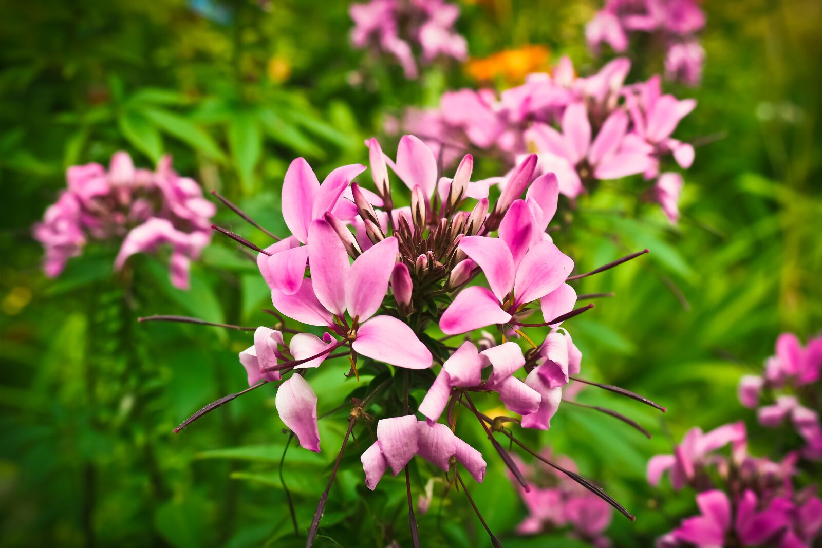 Olympus OM-D E-M10 sample photo. Spider plant, flower, cleome photography