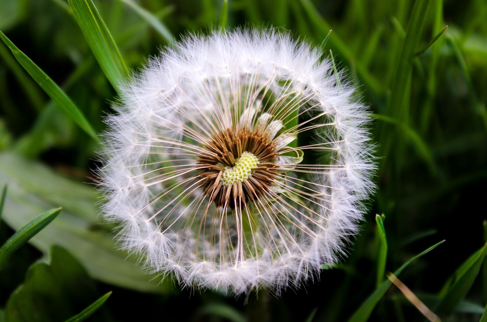 Canon EOS 600D (Rebel EOS T3i / EOS Kiss X5) sample photo. Dandelion, nature, plant photography