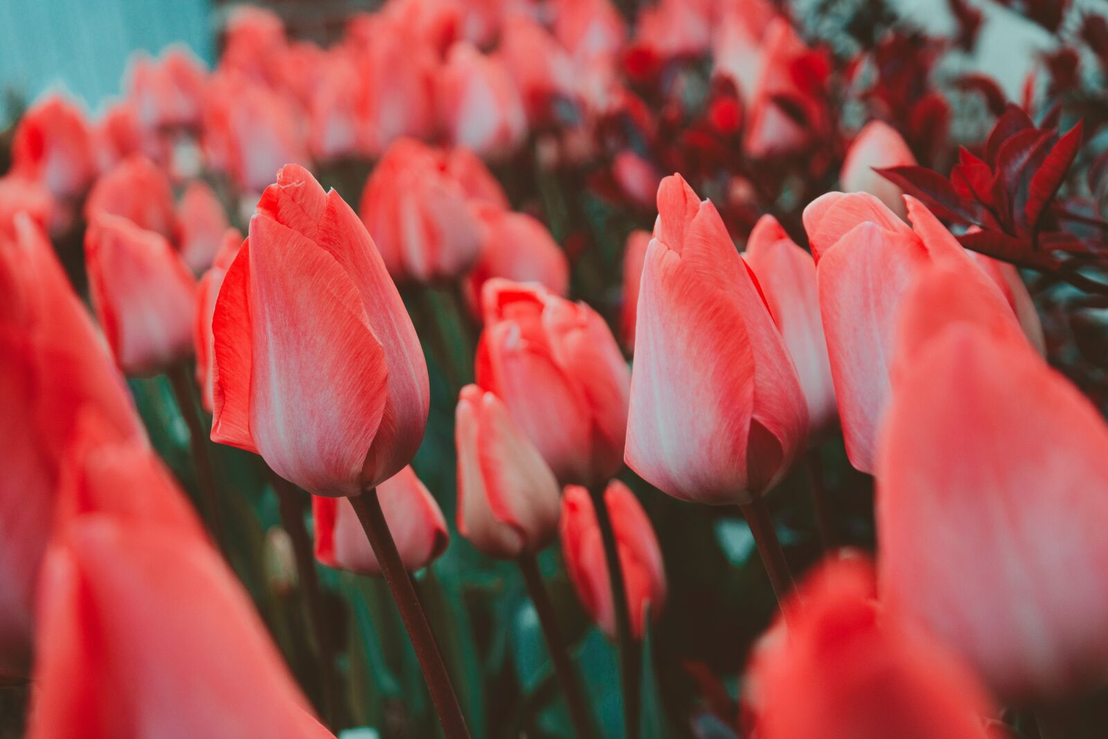 Samsung NX300 sample photo. Tulips, flower, spring photography