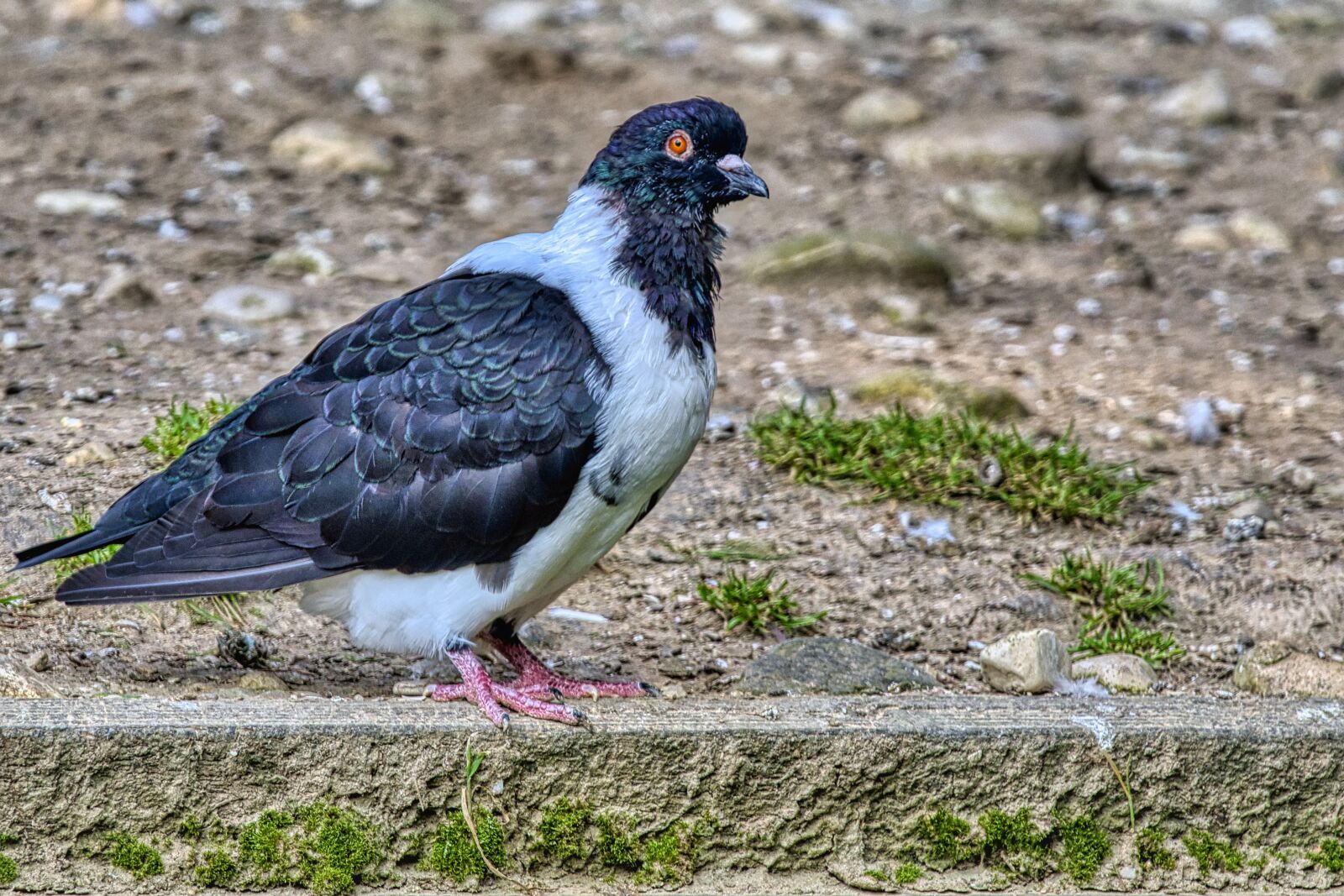 Nikon D7500 sample photo. Dove, species, plumage photography