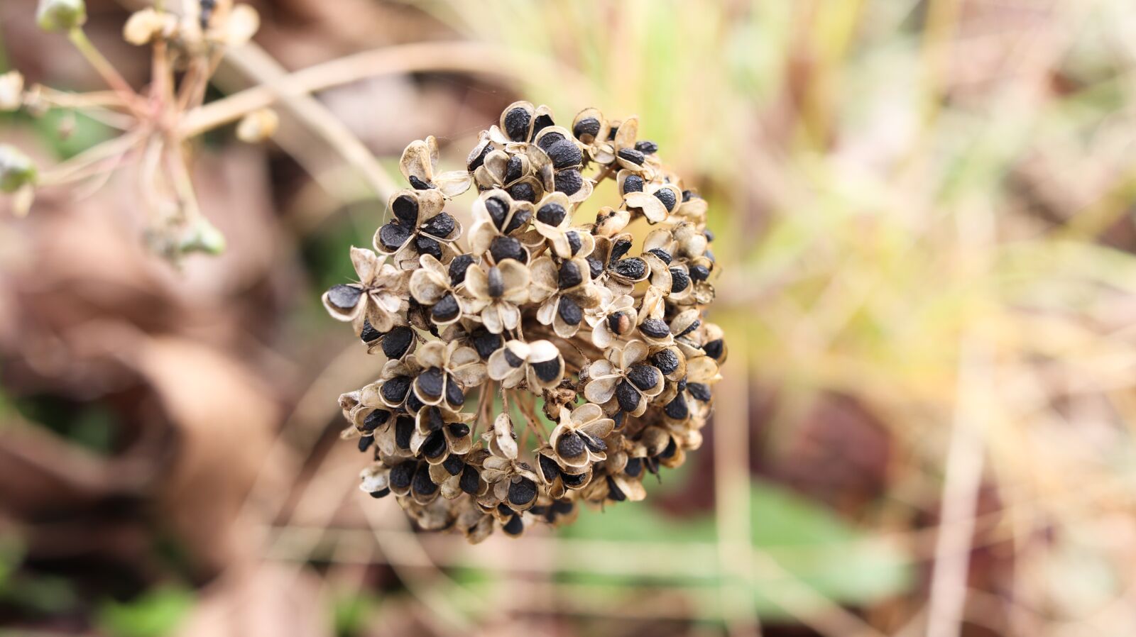 Canon EF-S 24mm F2.8 STM sample photo. Green onion seed, seed photography