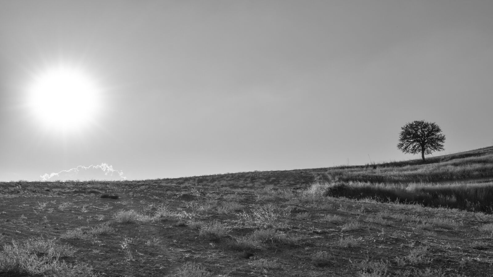 Nikon D3300 sample photo. Field, tree, sunset photography
