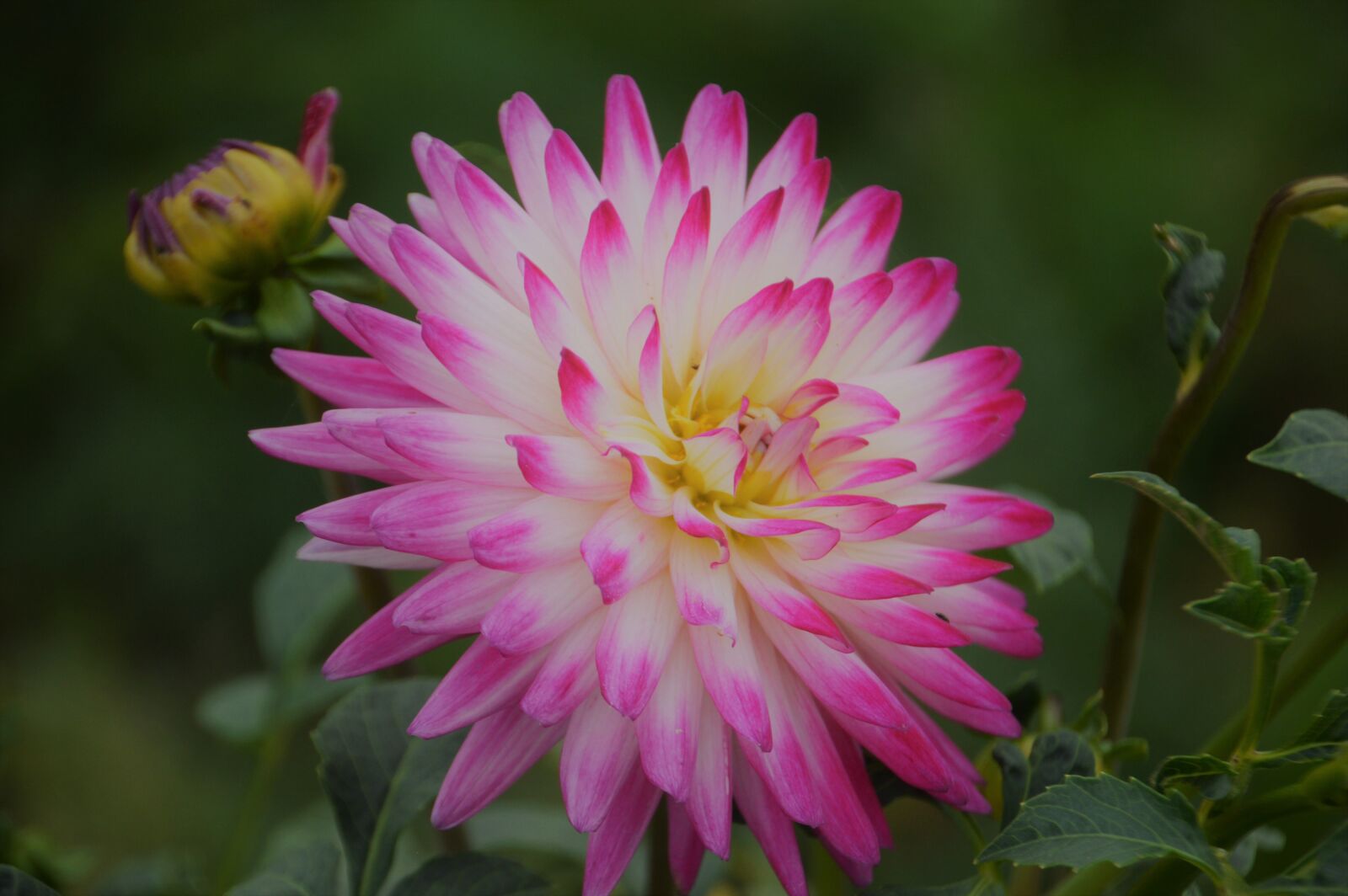 Nikon D3200 sample photo. Flower, decoration, garden photography