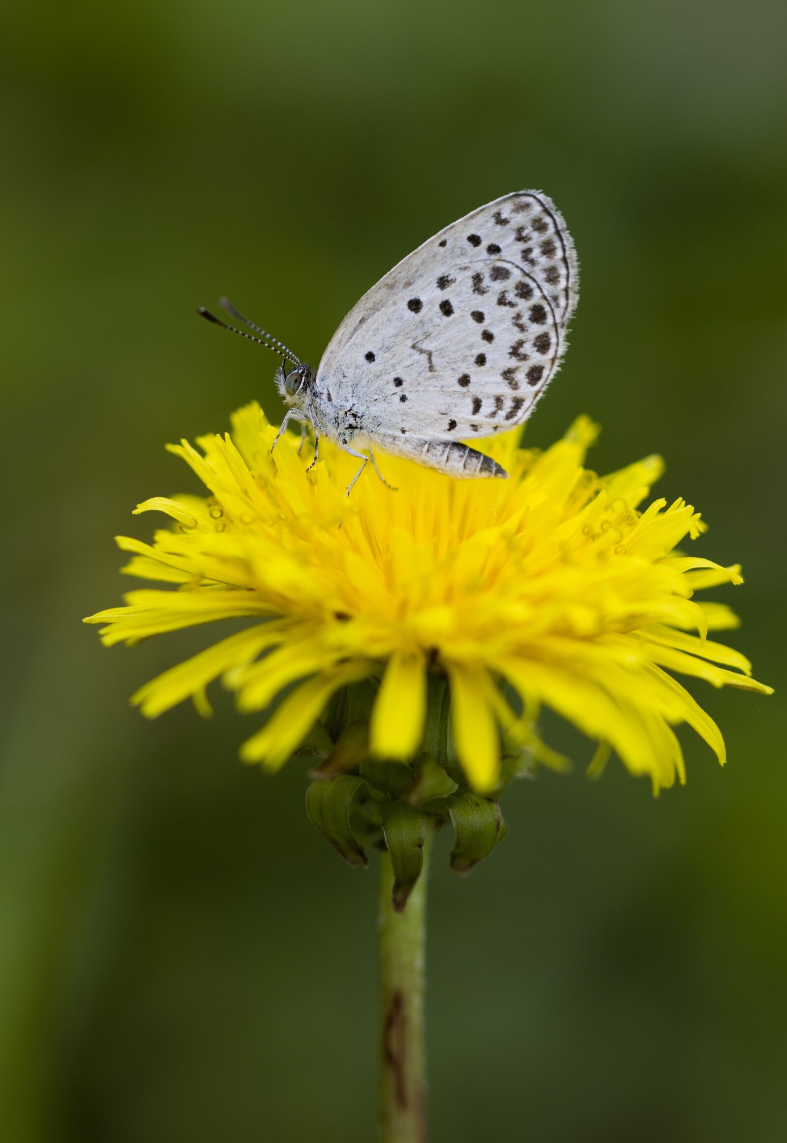 Canon EOS 7D Mark II + Canon EF 100mm F2.8L Macro IS USM sample photo. Butterfly, insect, white butterfly photography