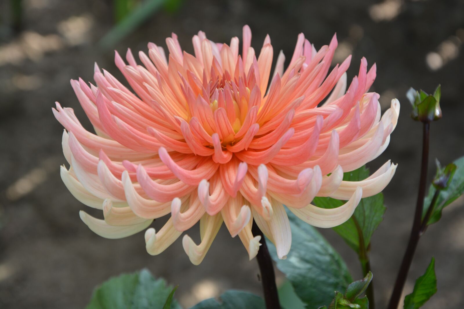 Nikon D5200 sample photo. Flower, flowers, anemone photography