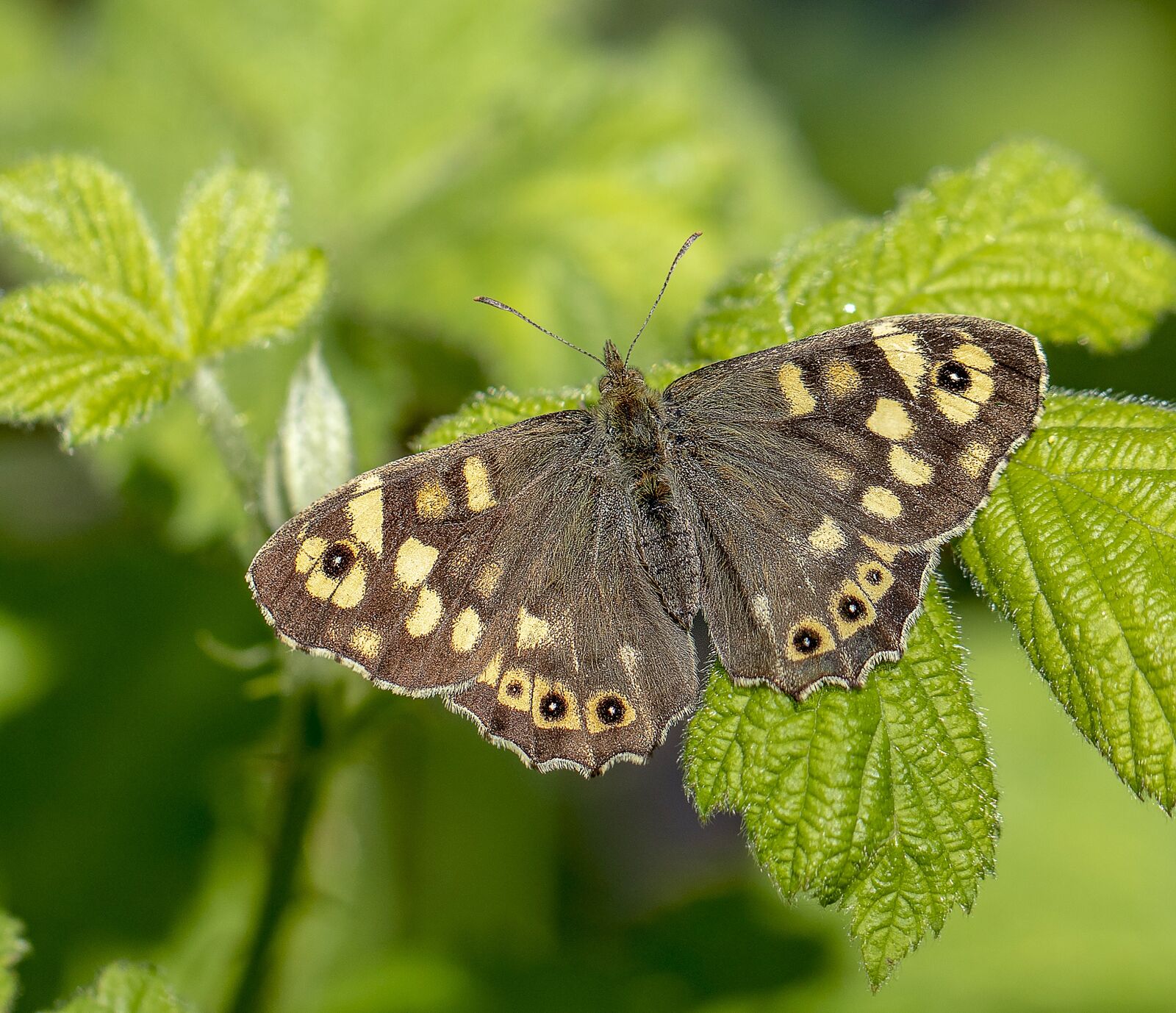 Canon EF 100mm F2.8L Macro IS USM sample photo. Butterfly, speckled-wood, nature photography