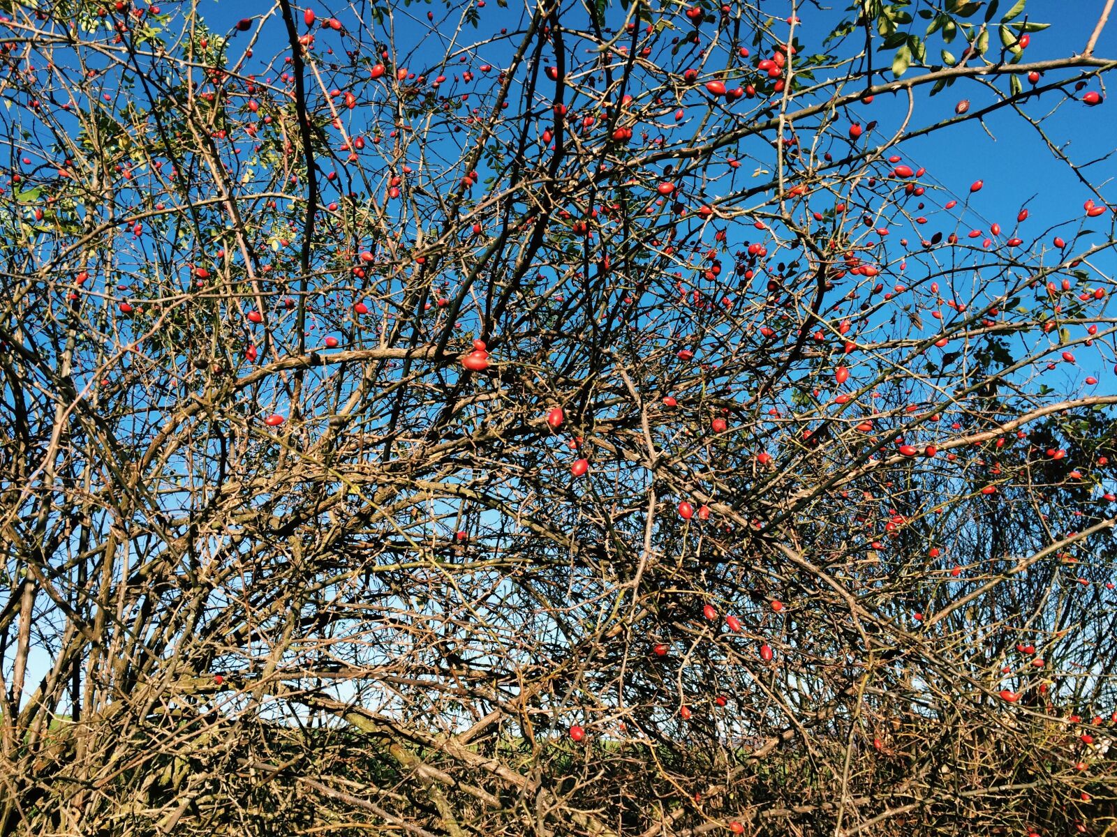 iPhone 5s back camera 4.15mm f/2.2 sample photo. Autumn, beautiful, blue, briar photography