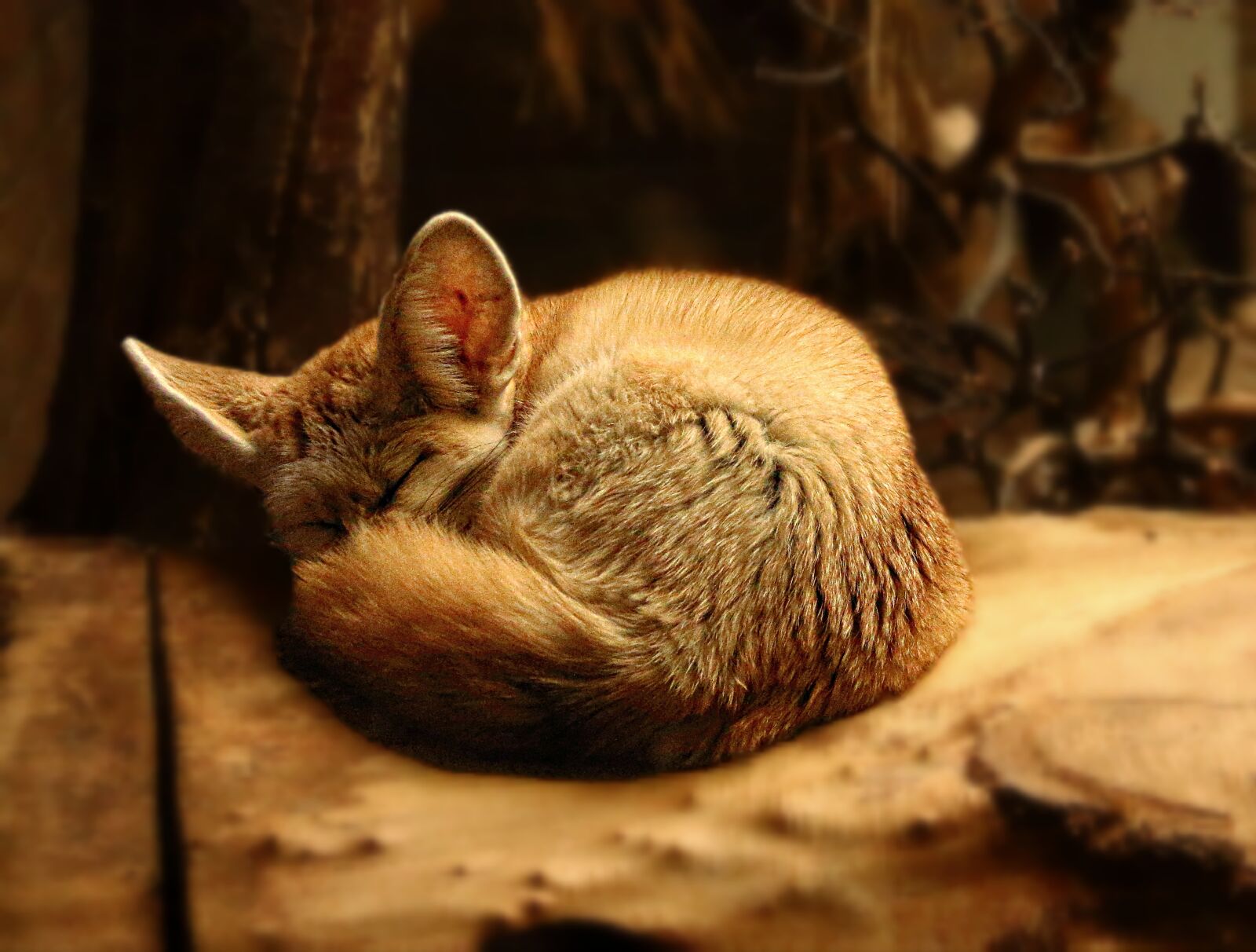Canon EOS 70D sample photo. Close, up, of, cat photography