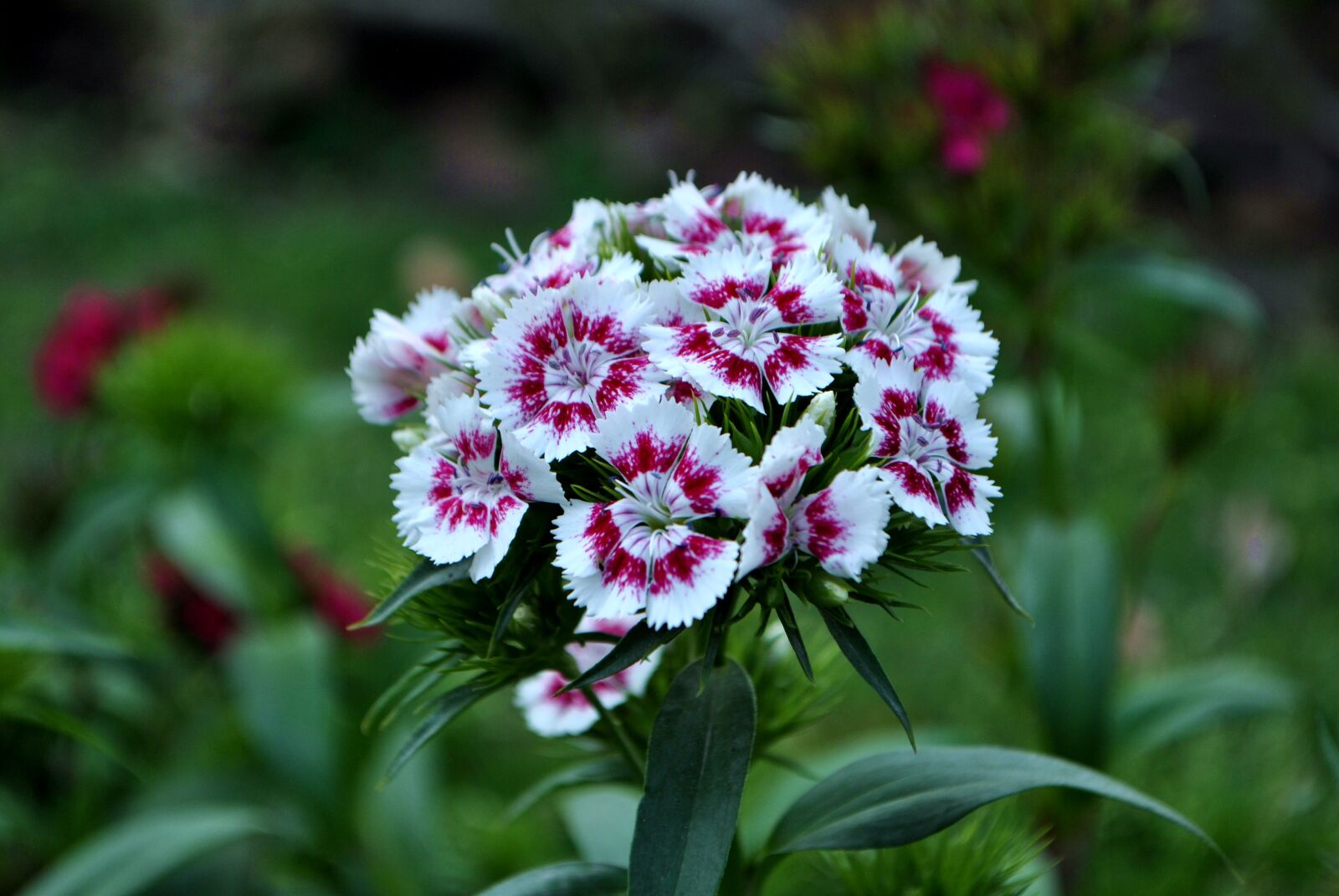 Nikon D3000 sample photo. Nature, flowers, garden photography