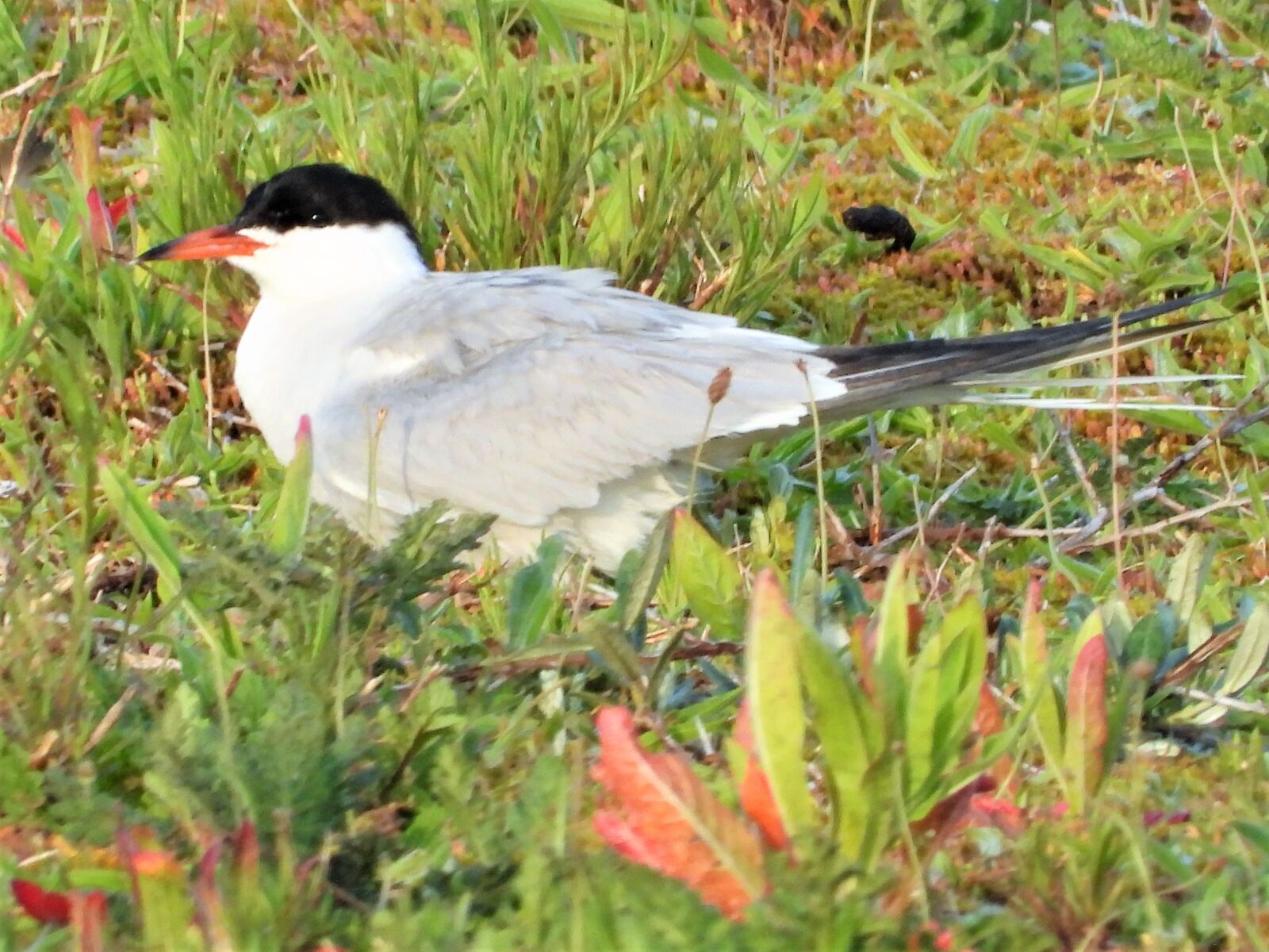 Nikon Coolpix P1000 sample photo. Common tern, tern common photography