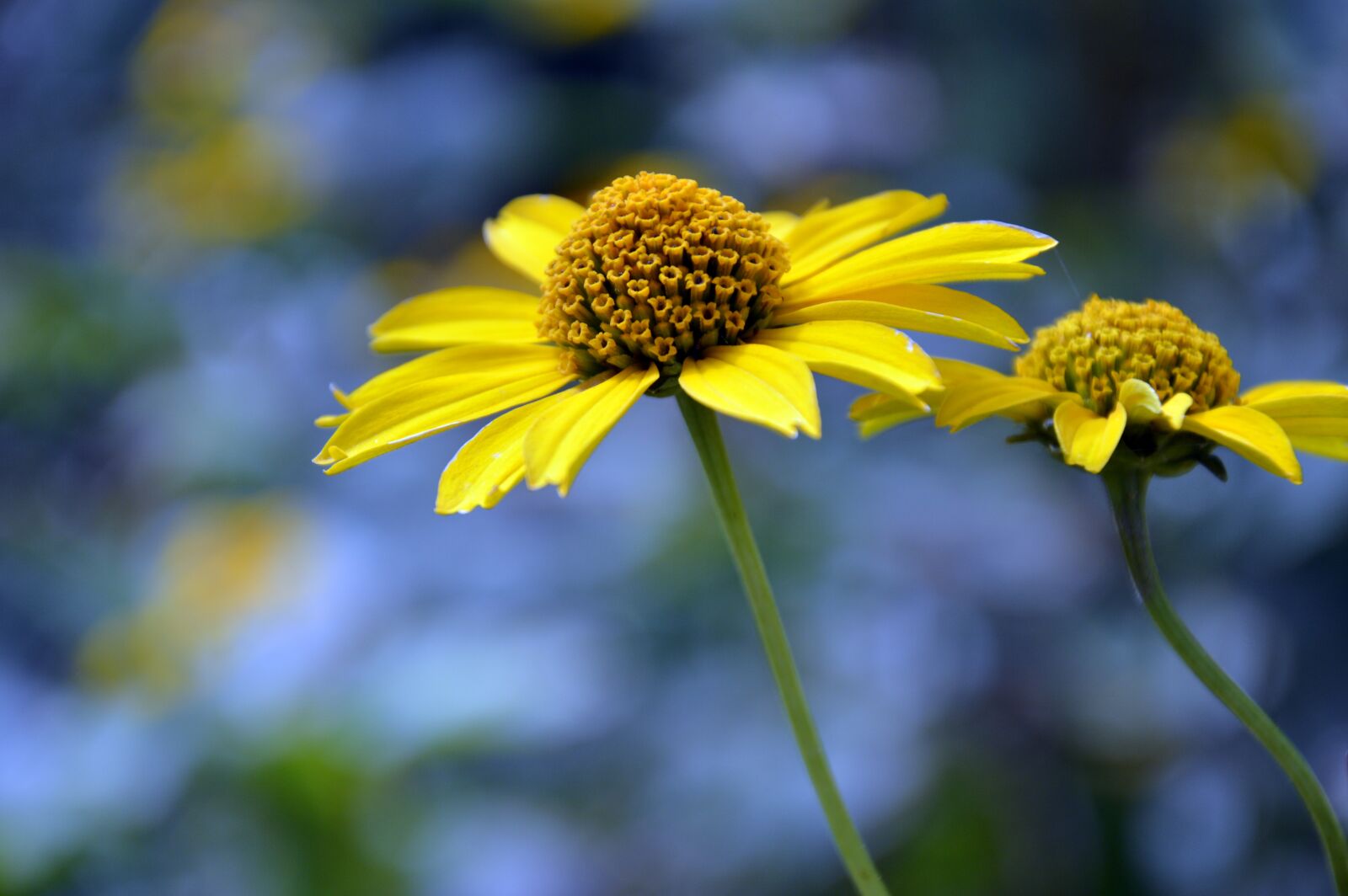 Nikon D3200 sample photo. Sun brews, flower, helenium photography