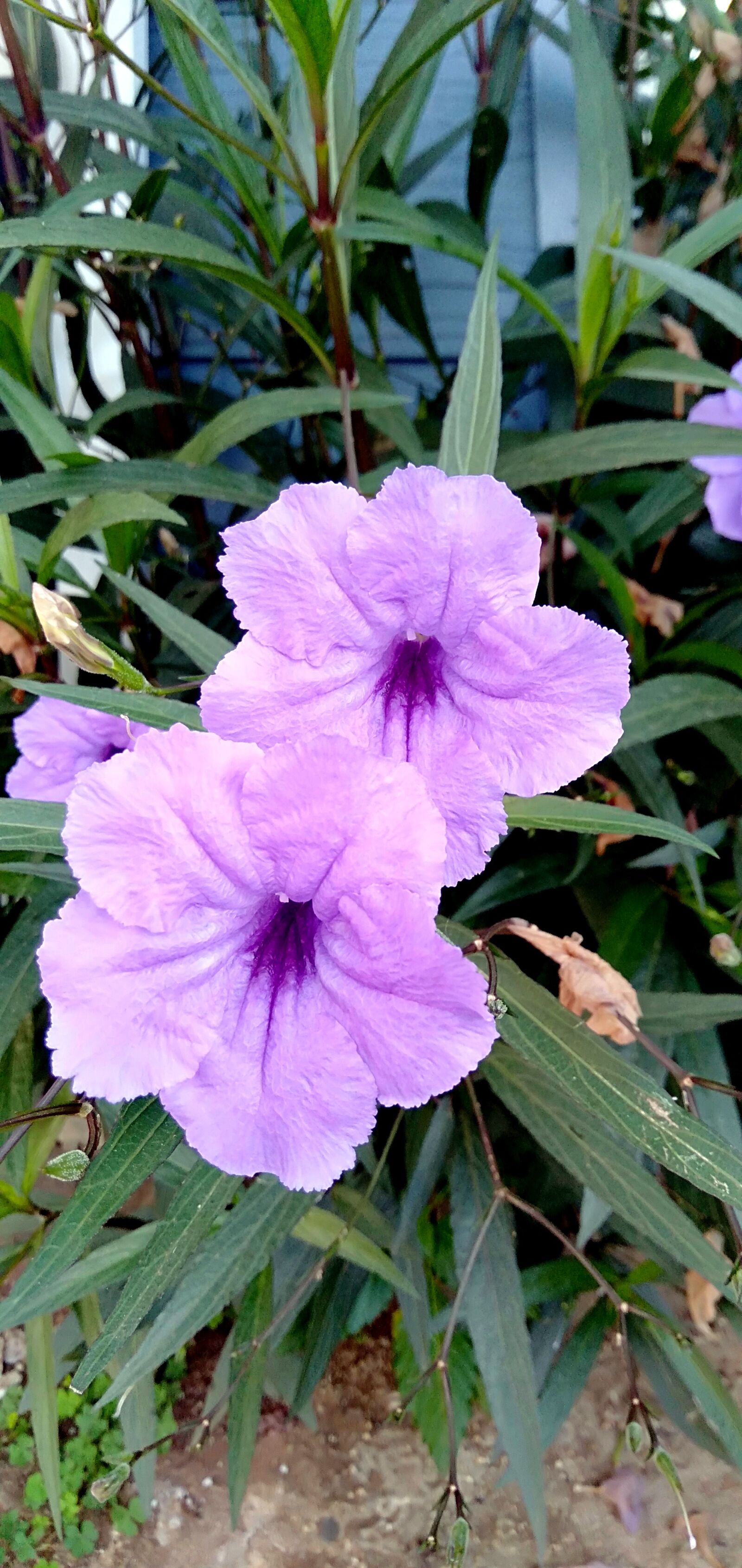 OPPO A3S sample photo. Purple flowers, beautiful flowers photography