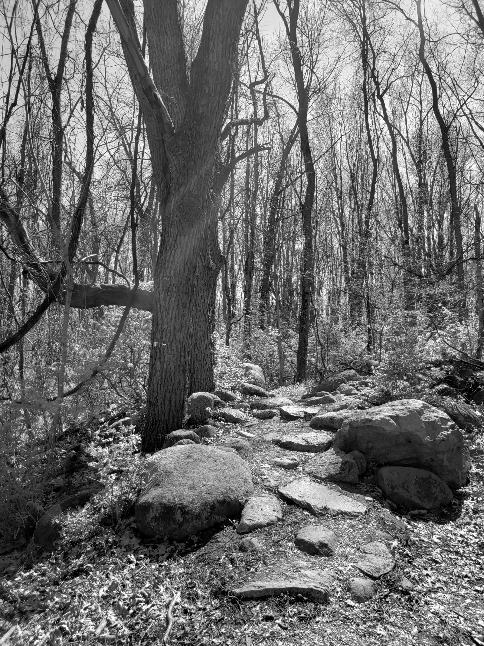 Samsung Galaxy S9+ sample photo. Trees, forest, path photography