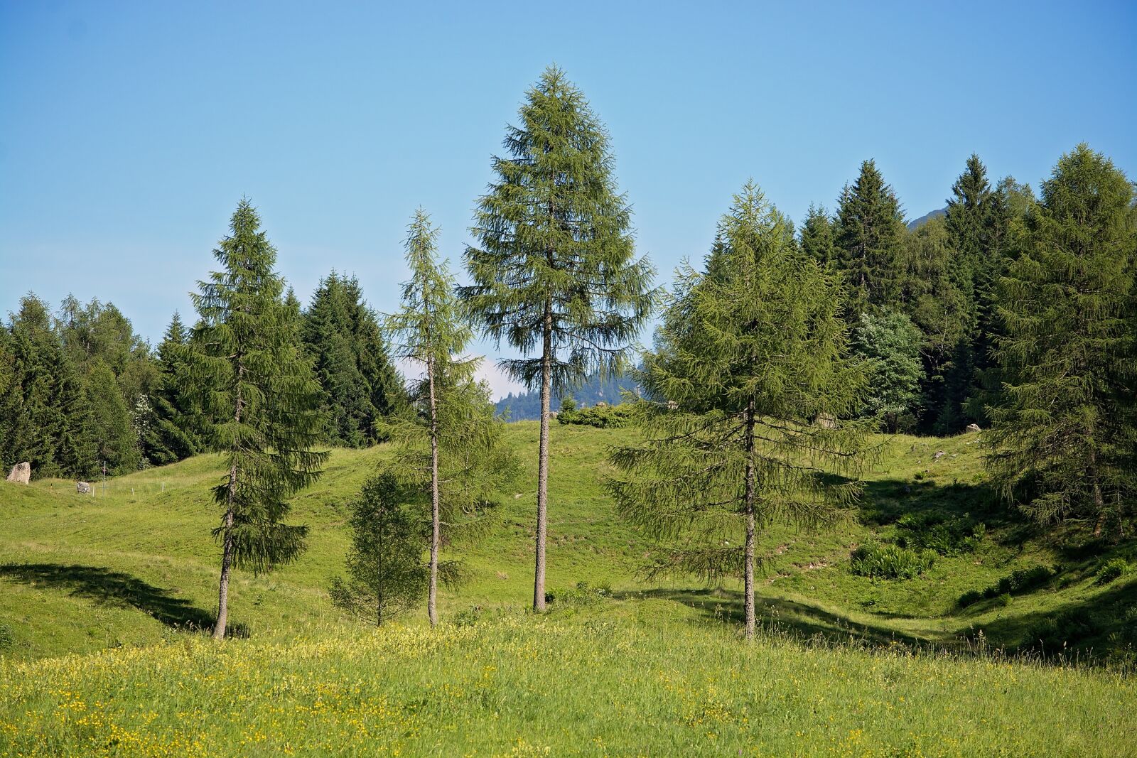 Nikon D7100 sample photo. Landscape, trees, ways photography