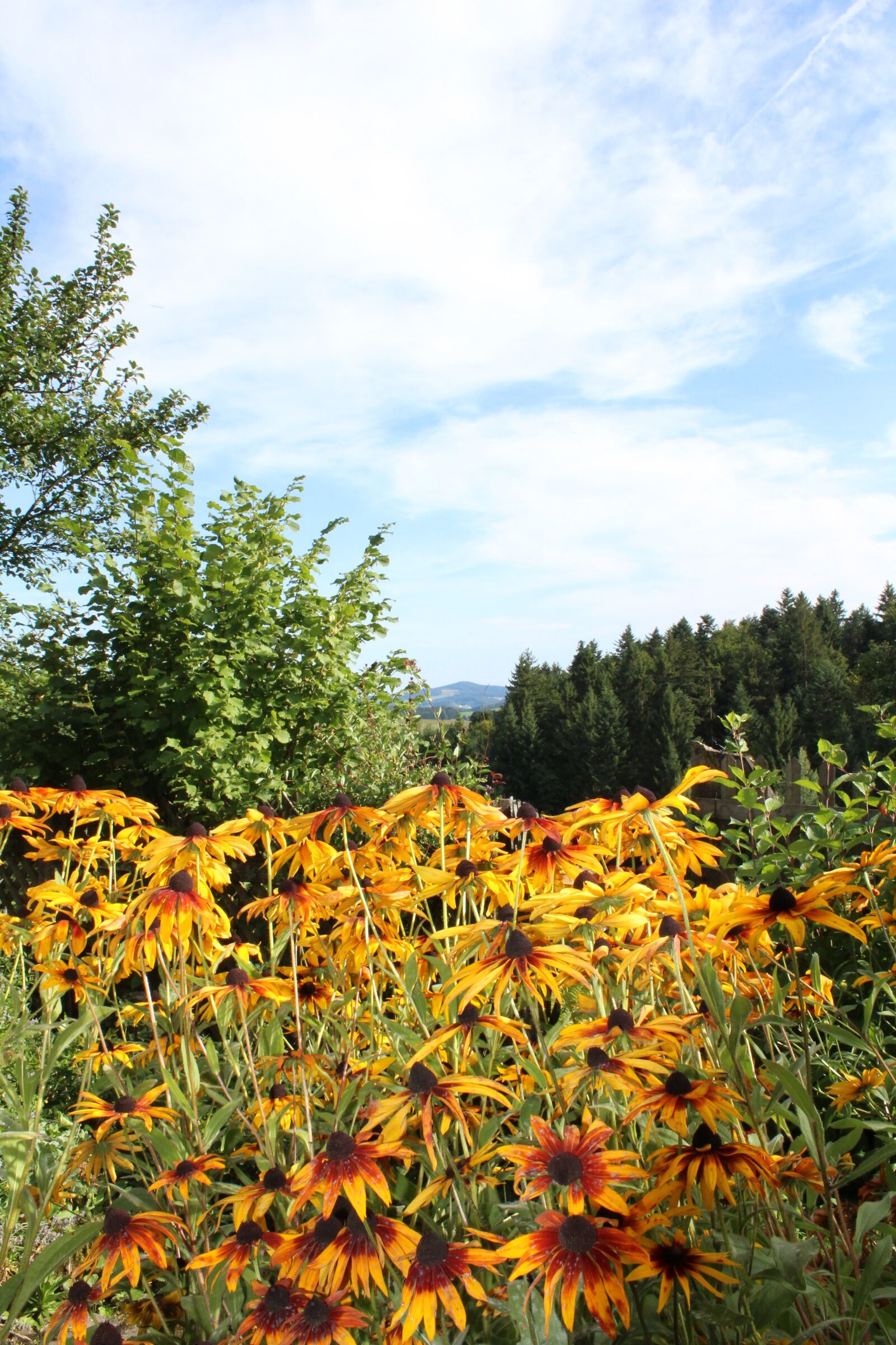 Canon EOS 1200D (EOS Rebel T5 / EOS Kiss X70 / EOS Hi) sample photo. Summer, sunflower, beautiful photography