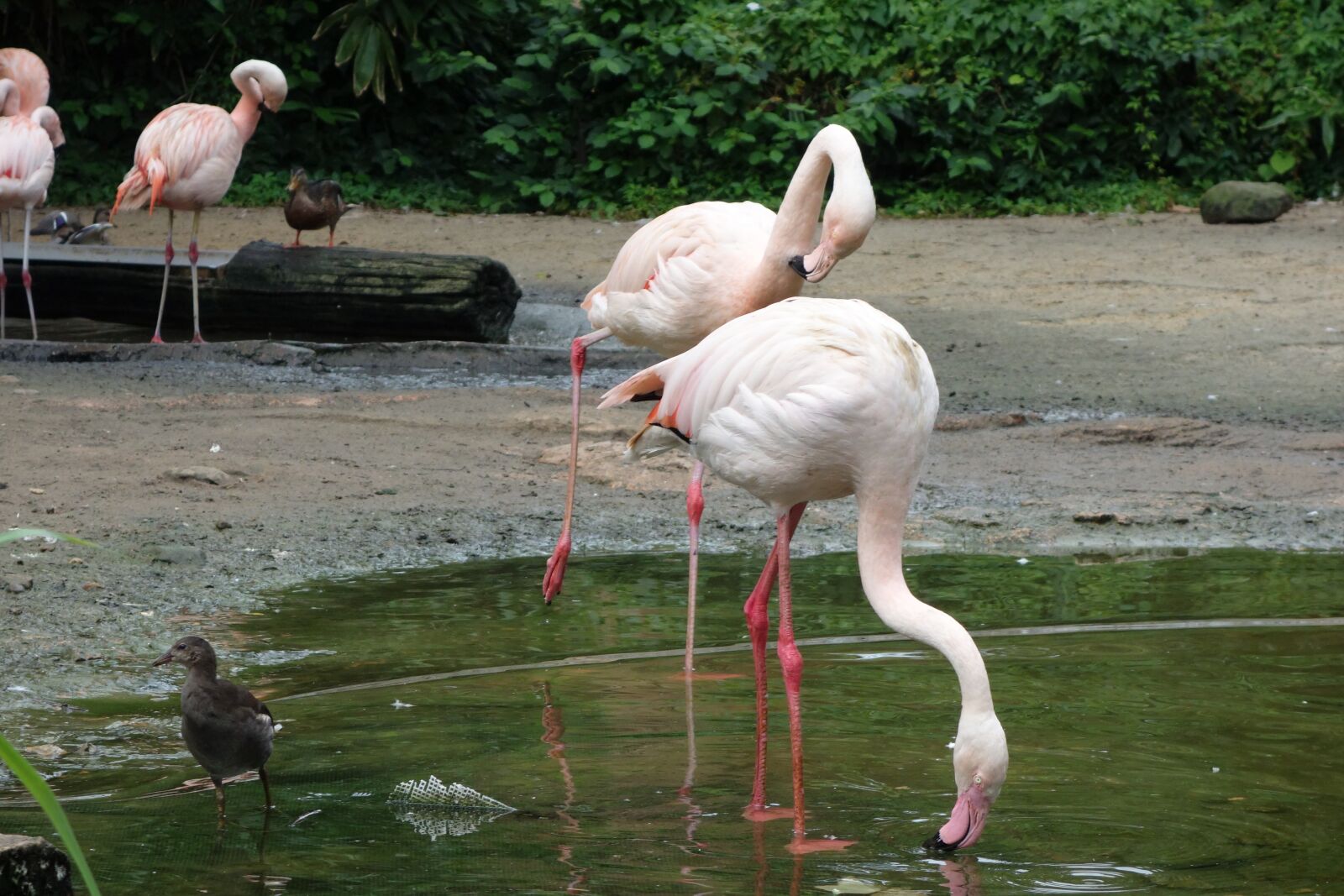 Sony Cyber-shot DSC-RX100 sample photo. Flamingos, birds, water bird photography