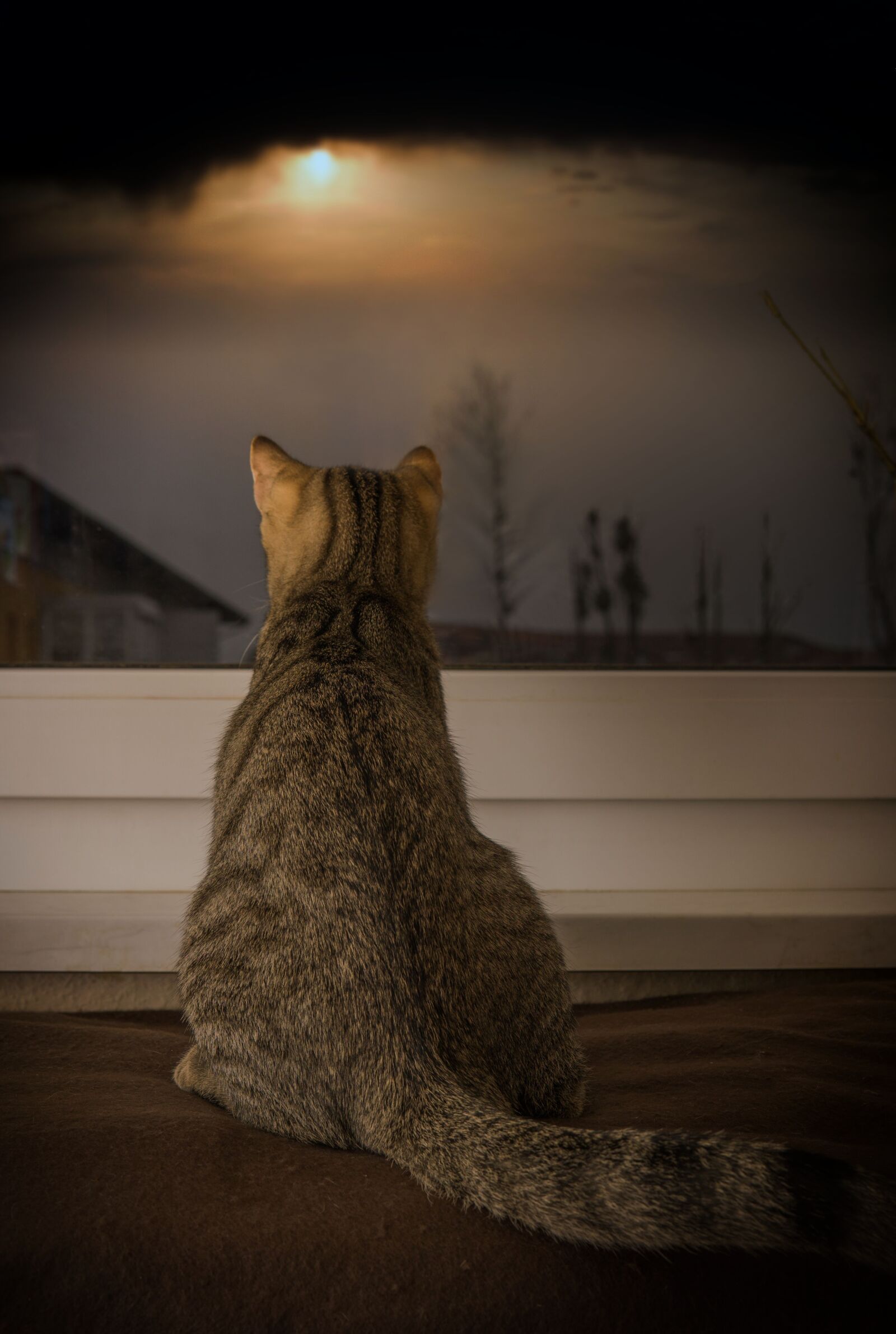 Sony a6000 sample photo. Cat, sky, night photography