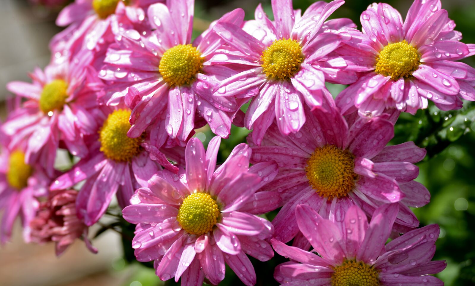 Nikon D600 sample photo. Chrysanthemums, flowers, raindrops photography