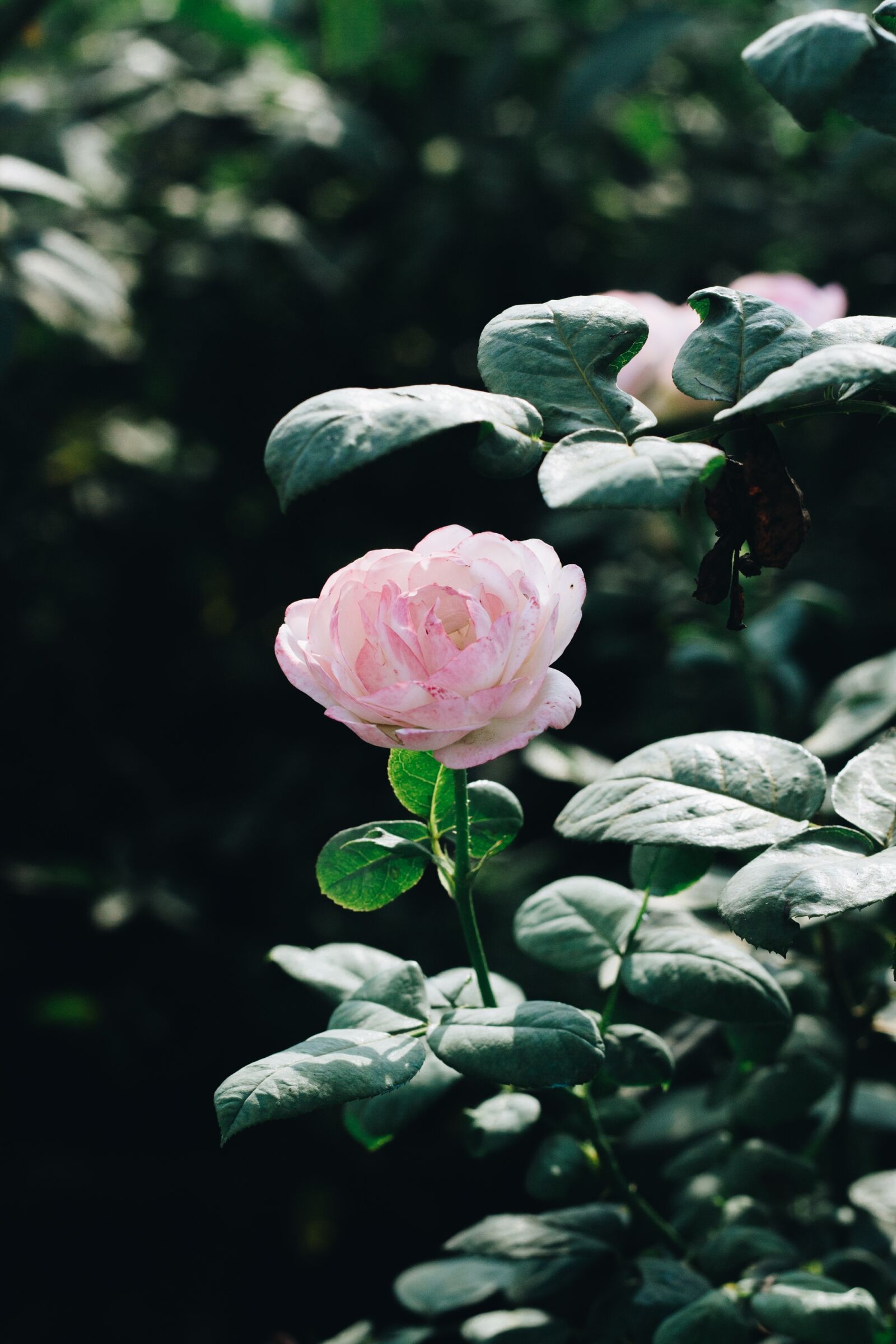 Canon EOS 700D (EOS Rebel T5i / EOS Kiss X7i) + Canon EF 50mm F1.8 II sample photo. Flower, pink, sunny photography
